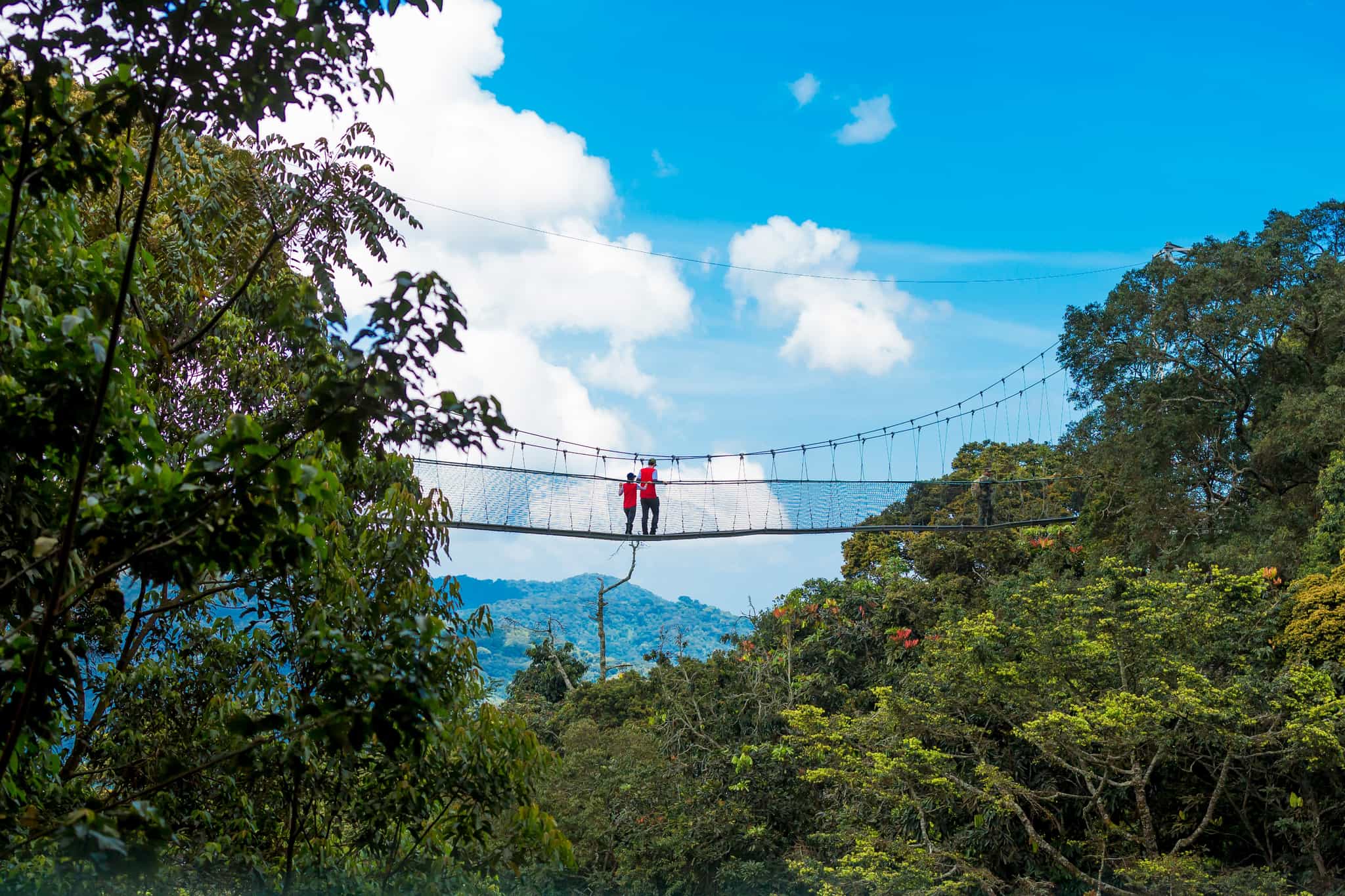 Nyungwe canopy walk, Rwanda. Photo: Shutterstock-1870656259 (free trial download)