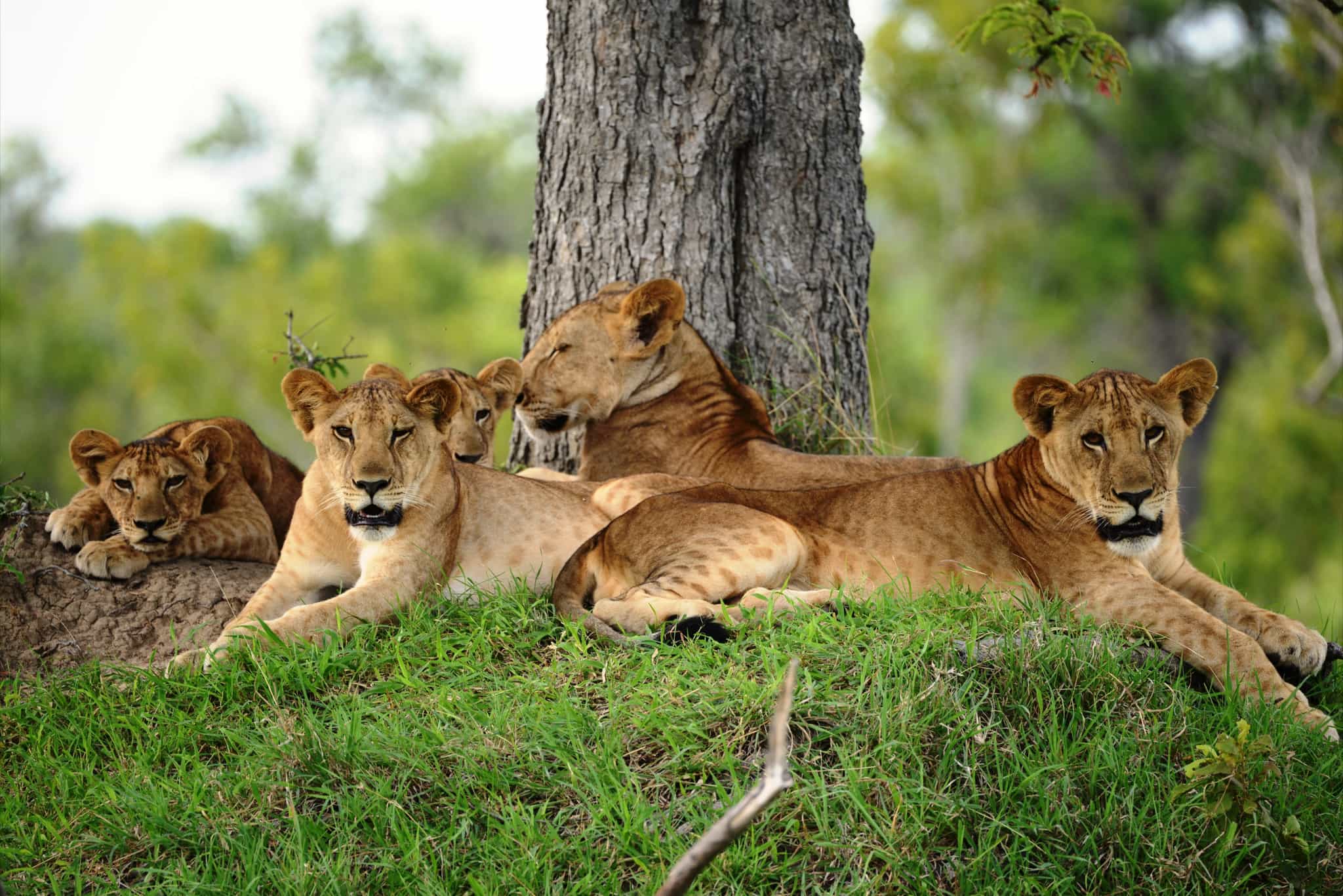 Nyerere National Park, Tanzania. Photo: Host / A Tent with a View