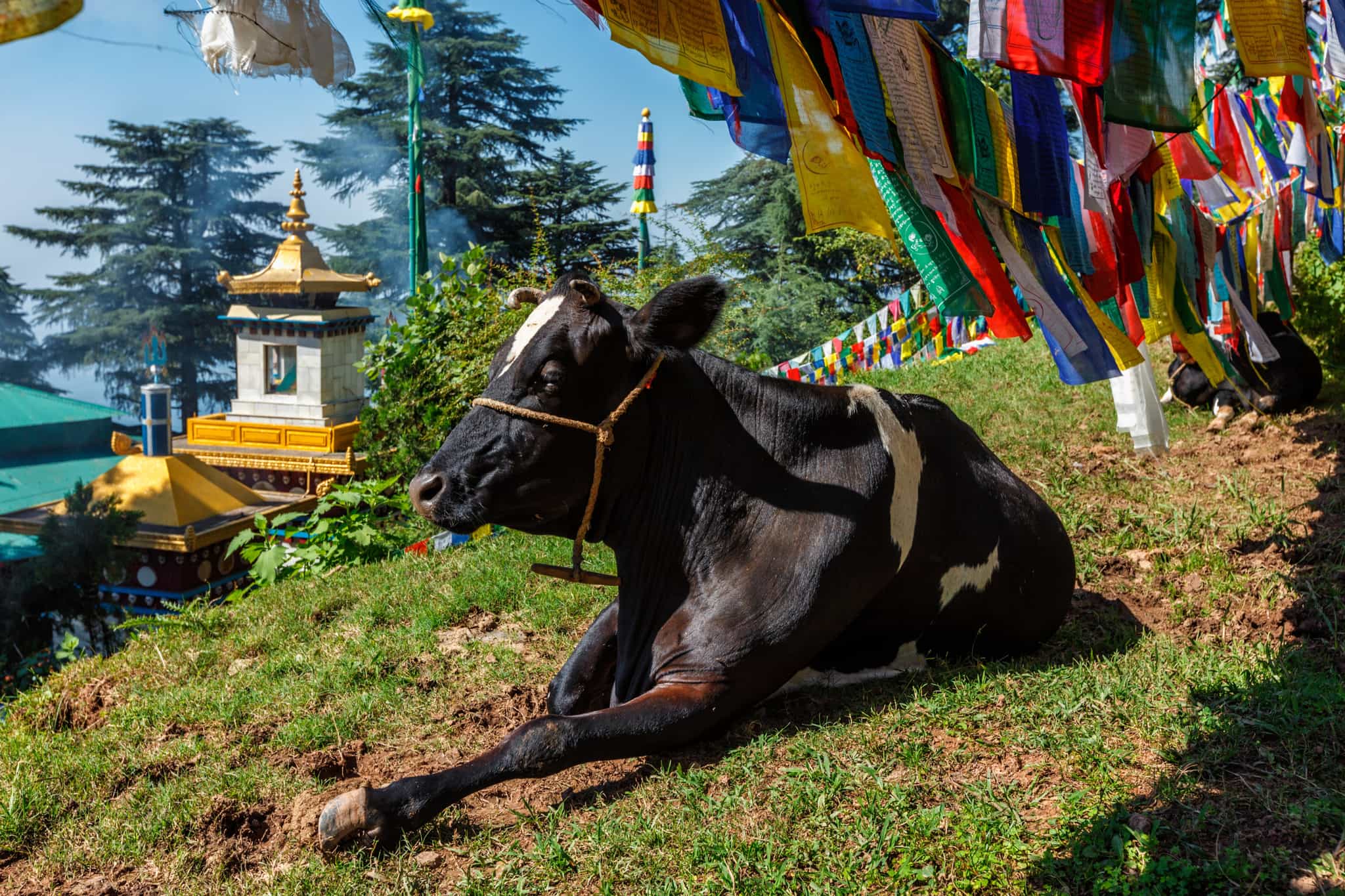 Cow under buddhist prayer flays at Tsuglagkhang Complex, Mcelod Ganj, India