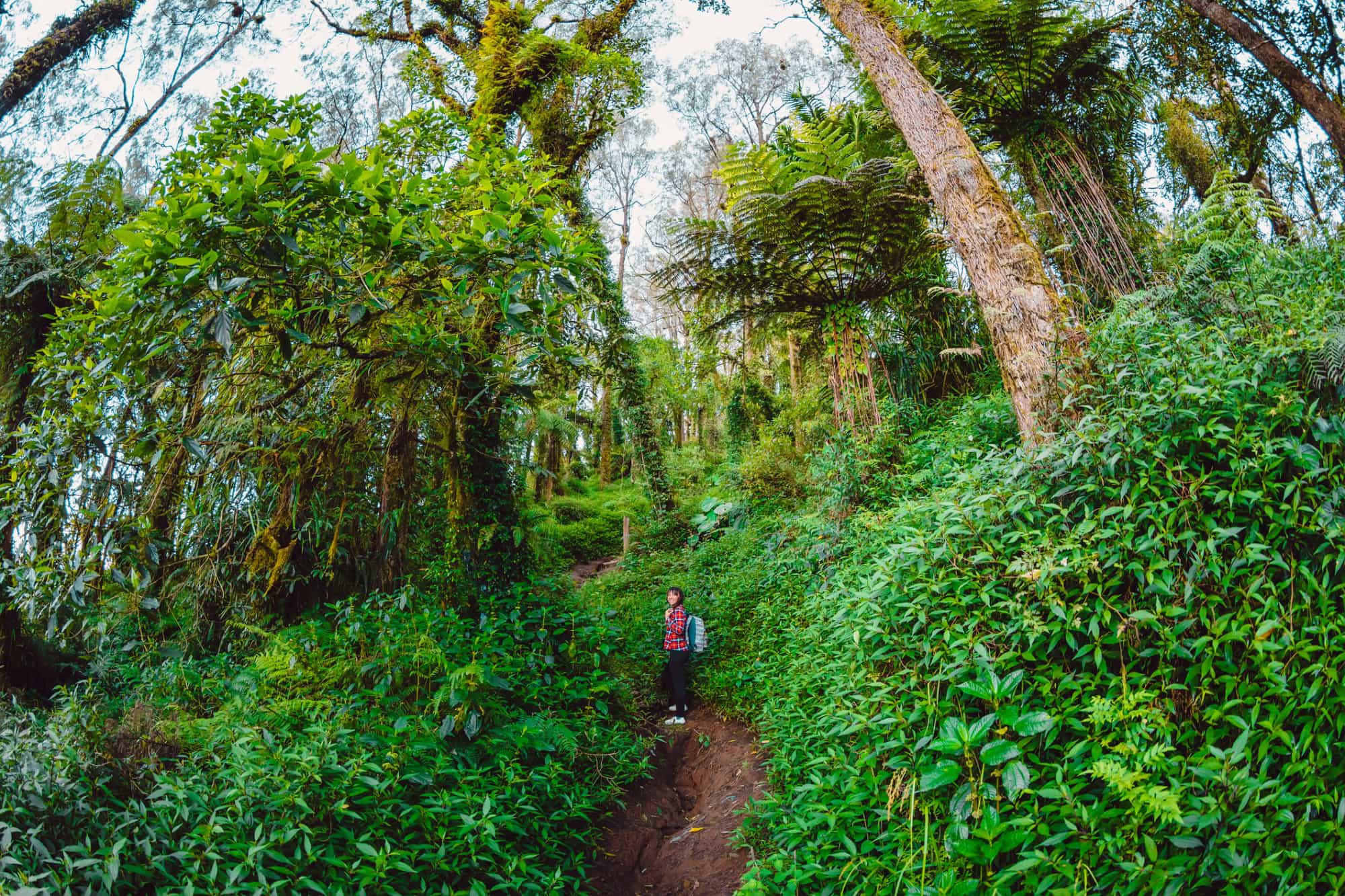 Female hiker on a jungle trail in Bali, Indonesia