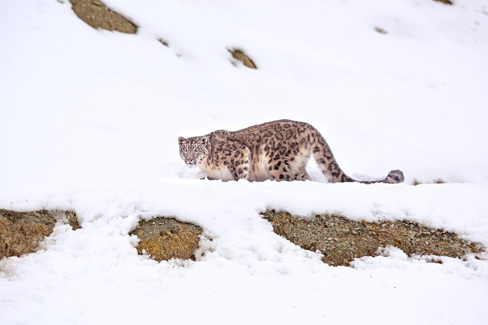 Track Snow Leopards in the Indian Himalayas