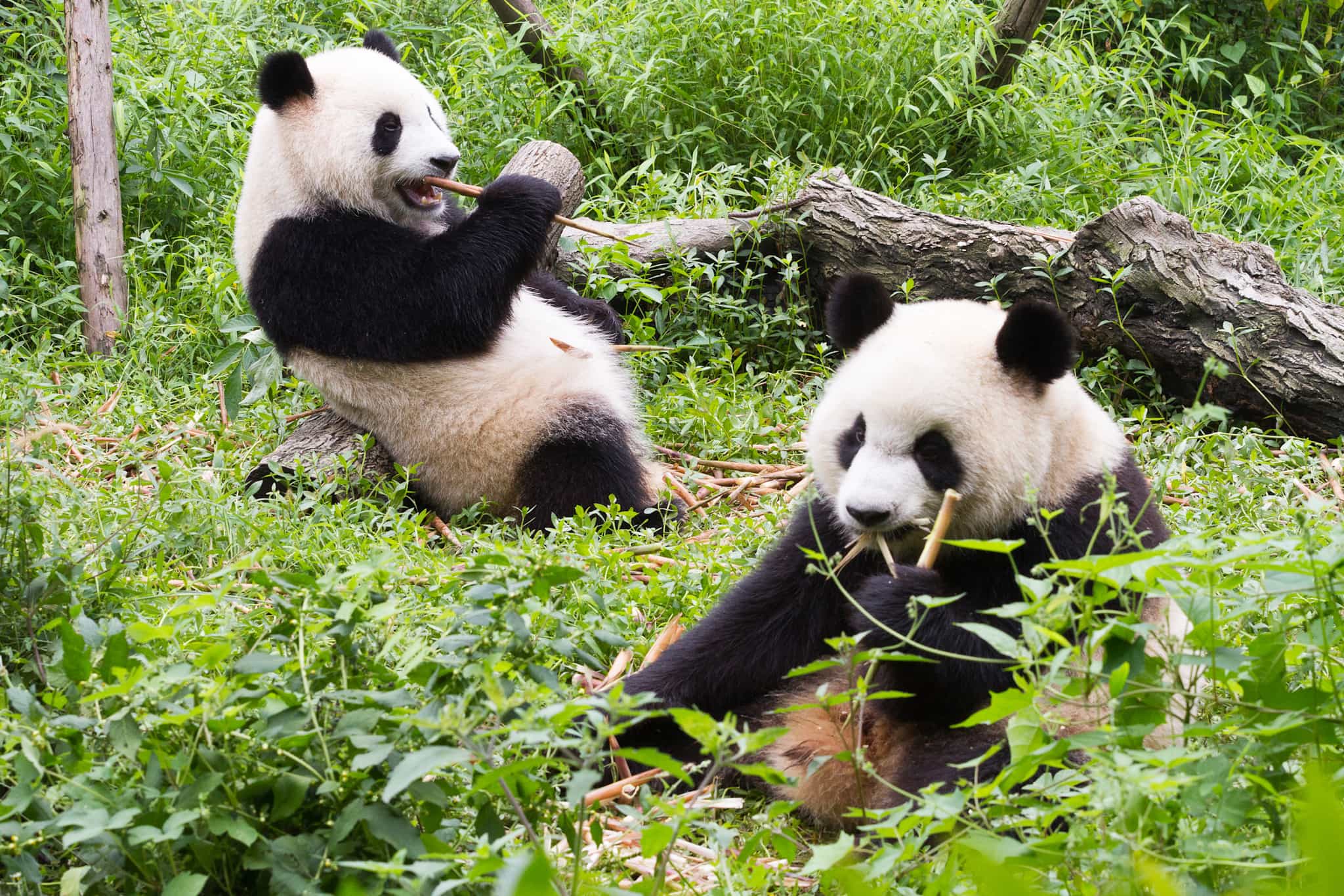 Giant pandas, China. Photo: shutterstock 411457171