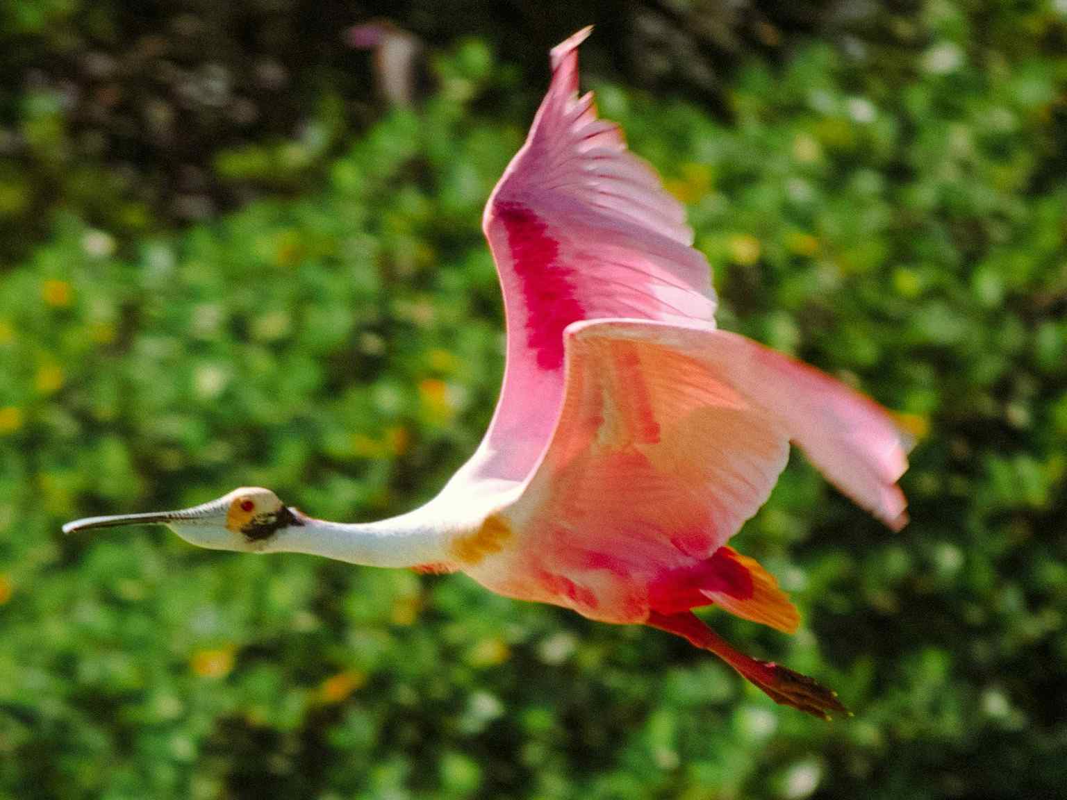 A flying Roseate Spoonbill in Mexico's Yucatan