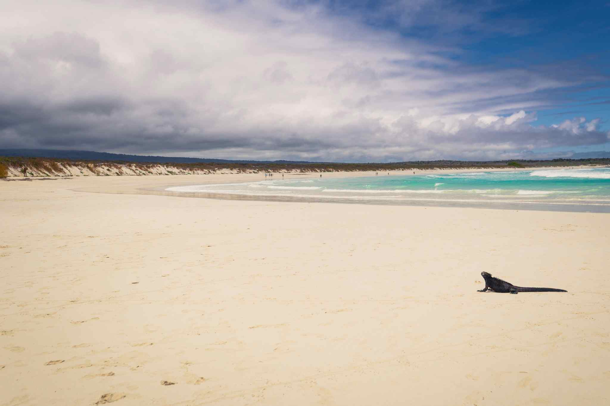 A lone marine iguana sun bathes on the white sands of Tortuga Bay on Isla Isabela in the Galapagos Islands. 