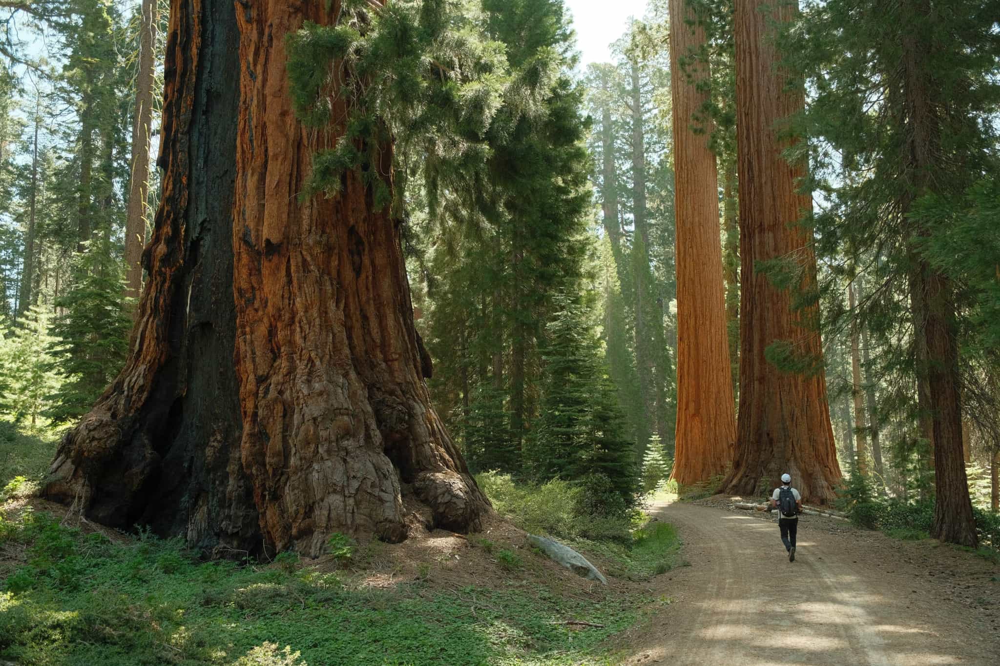 Tuolumne Grove , Yosemite, USA. Photo: shutterstock_2626135923