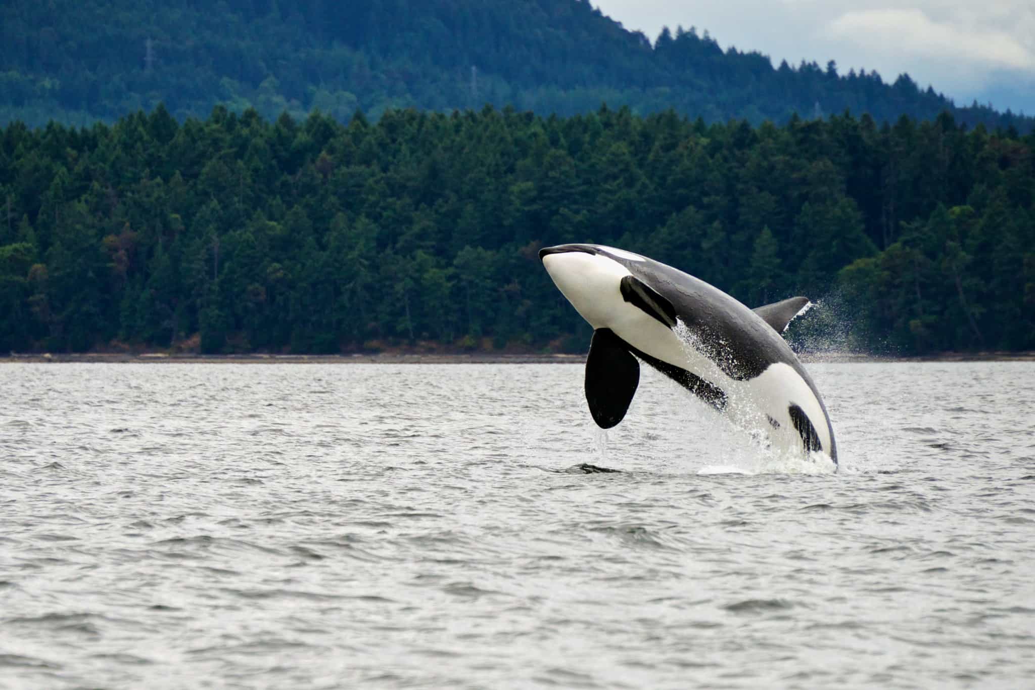Orca breaching near Vancouver Island in Canada