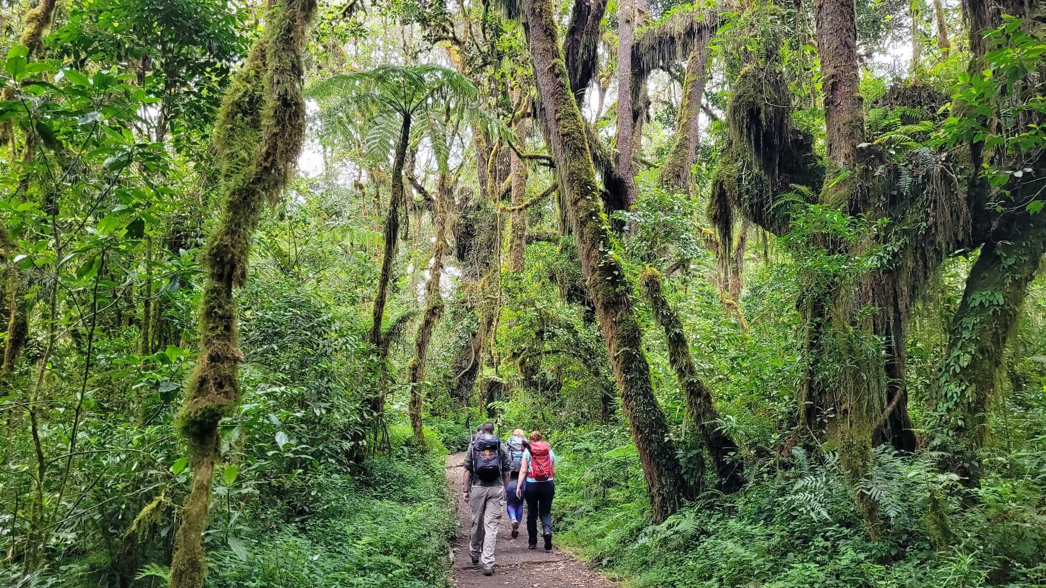 Hikers among the lush green forest of Kilimanjaro, with moss dripping from trunks and branches above.