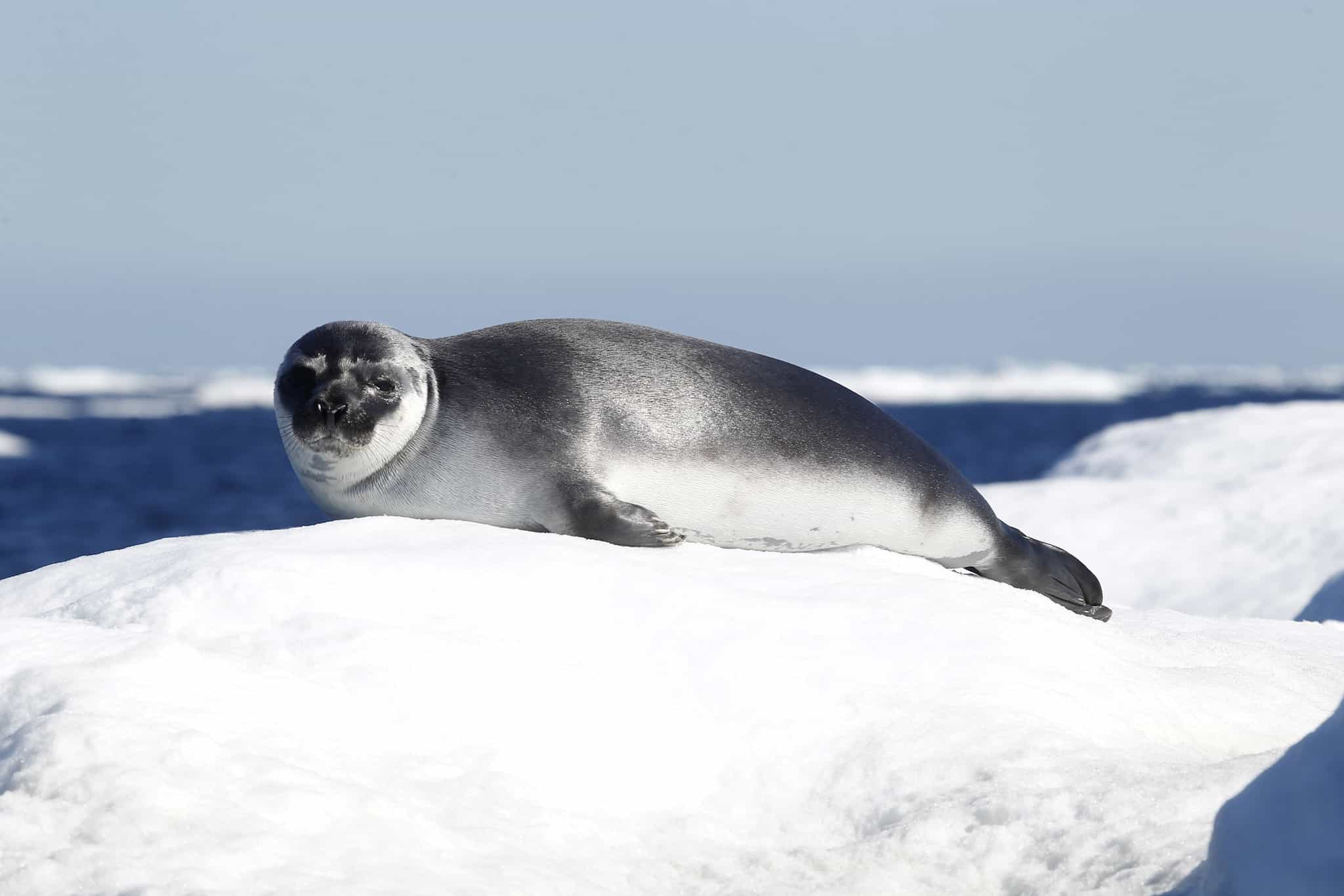 Seal on an ice sheet near Nuuk, Greenland.