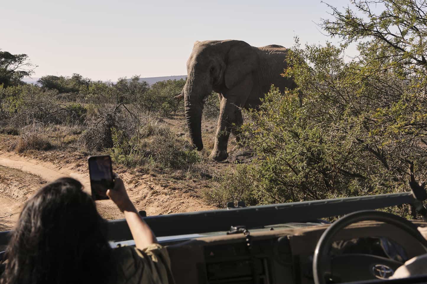 Elephant in Amakhala Game Reserve.