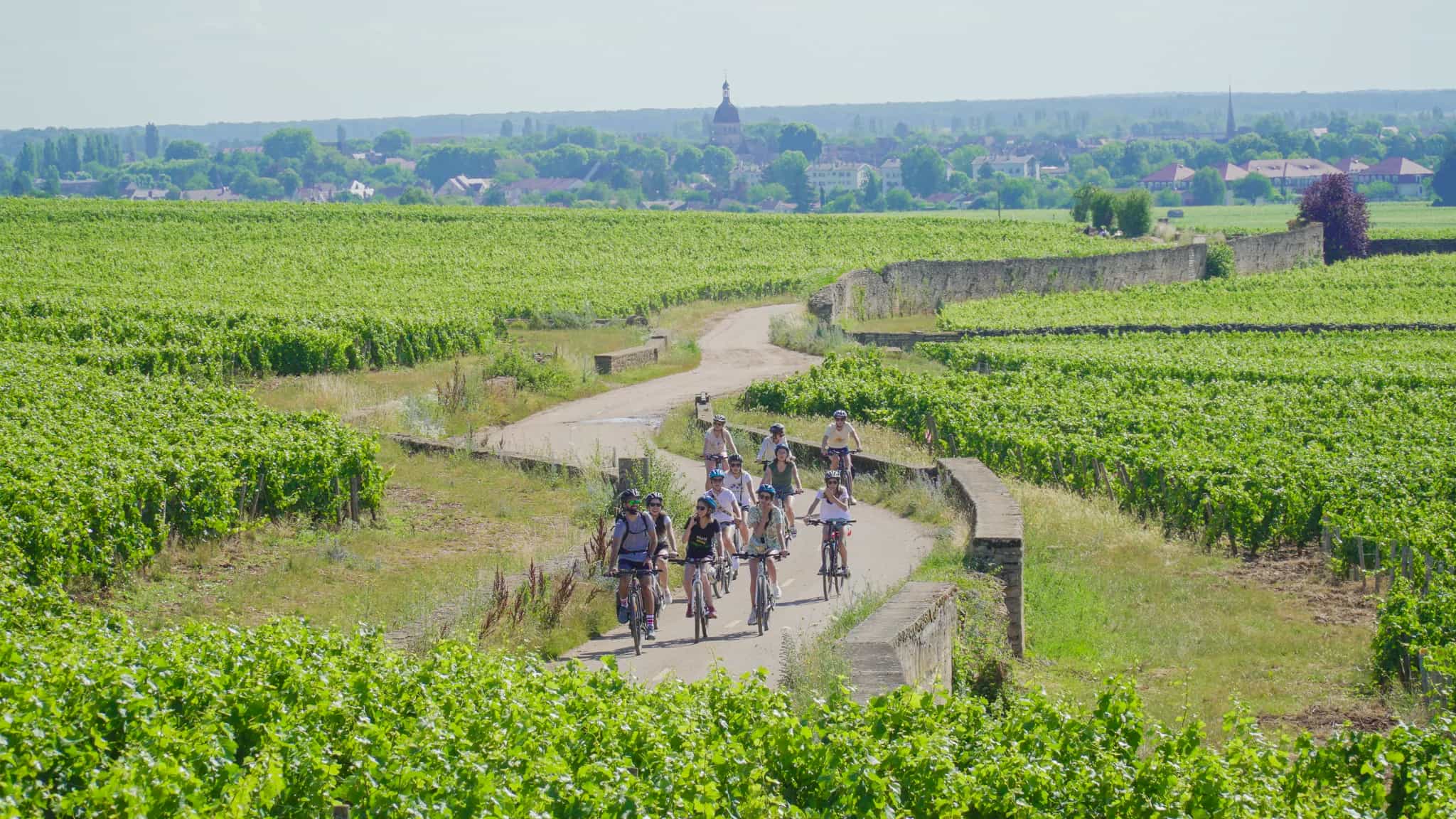 Group of cyclist riding through vineyards, Burgundy, France