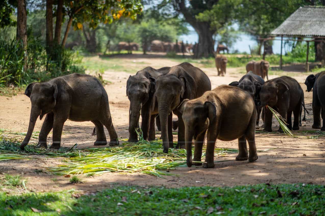 Elephants at Udawalawe Elephant Transit Home.