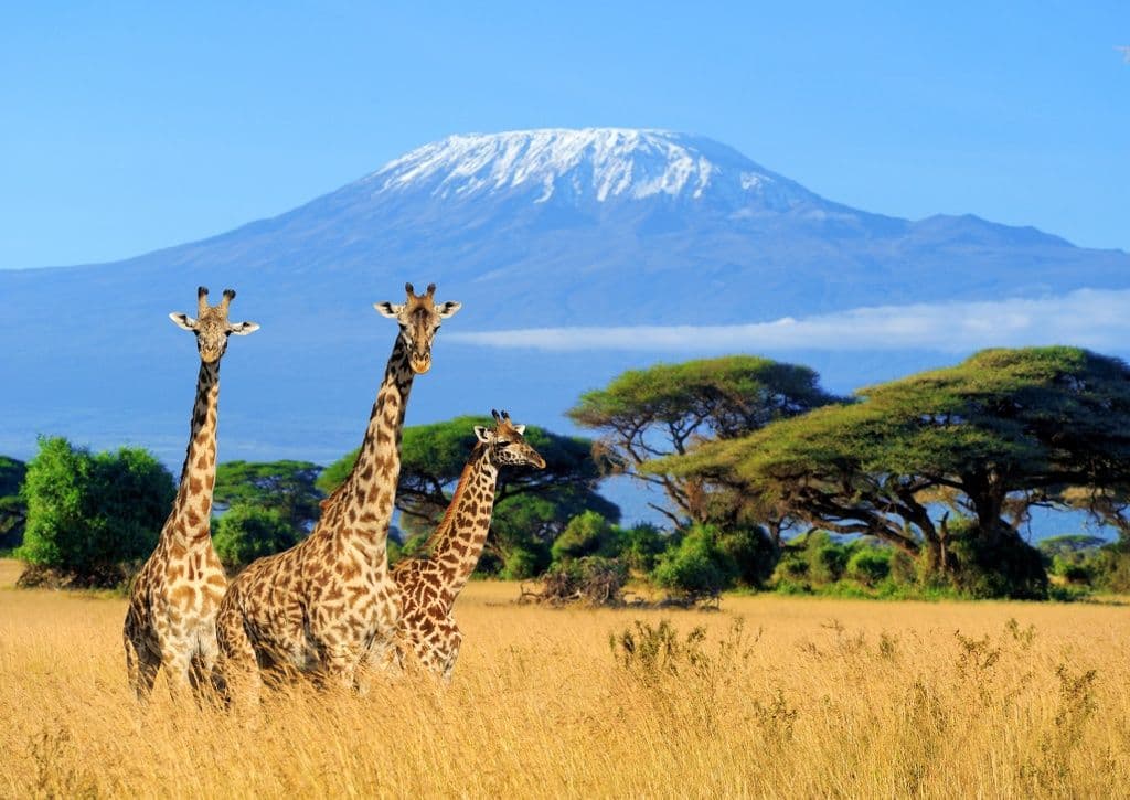 Mount Kilimanjaro, with giraffes. Photo: Getty