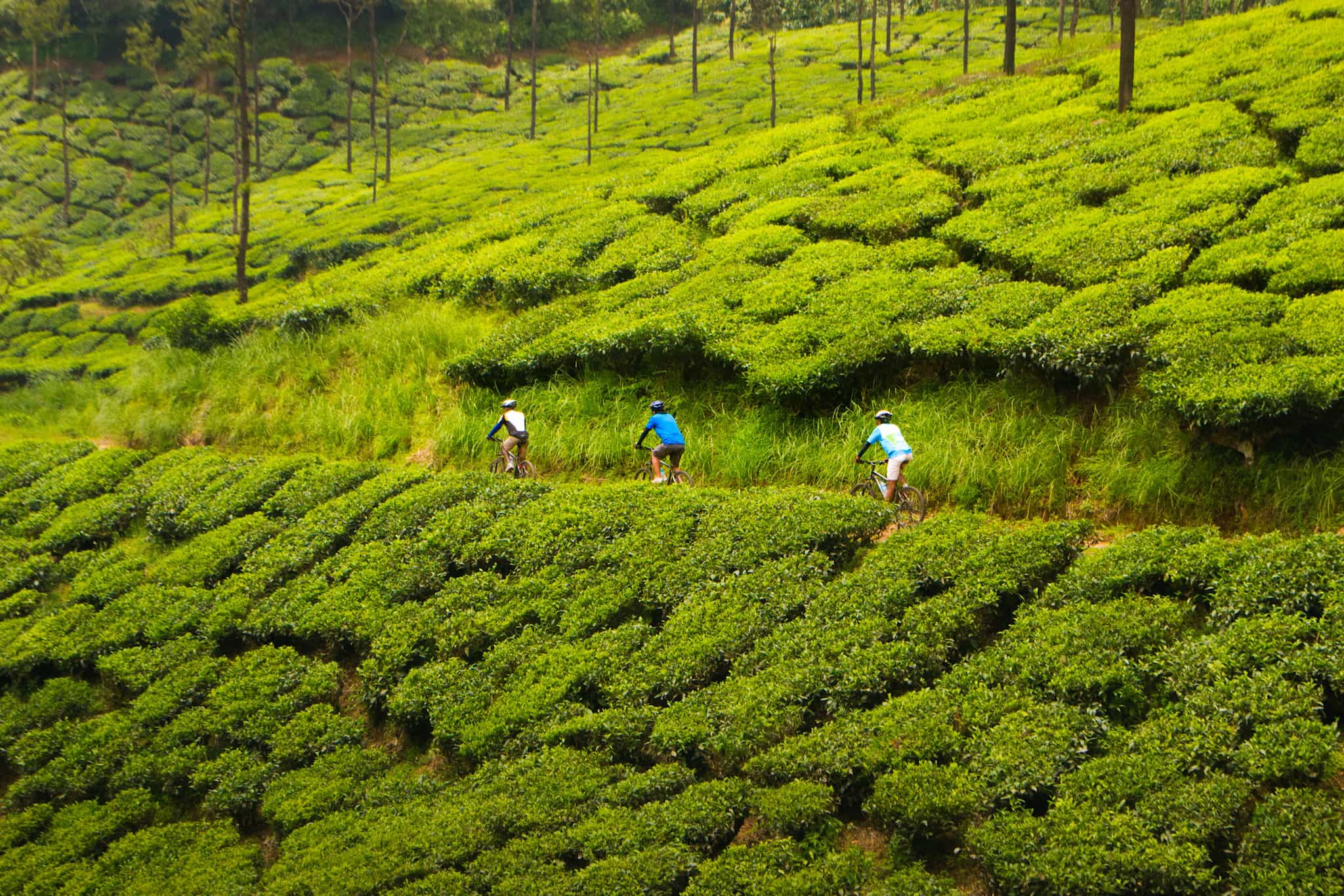 Cycling through Tea Estates, Kerala, South India