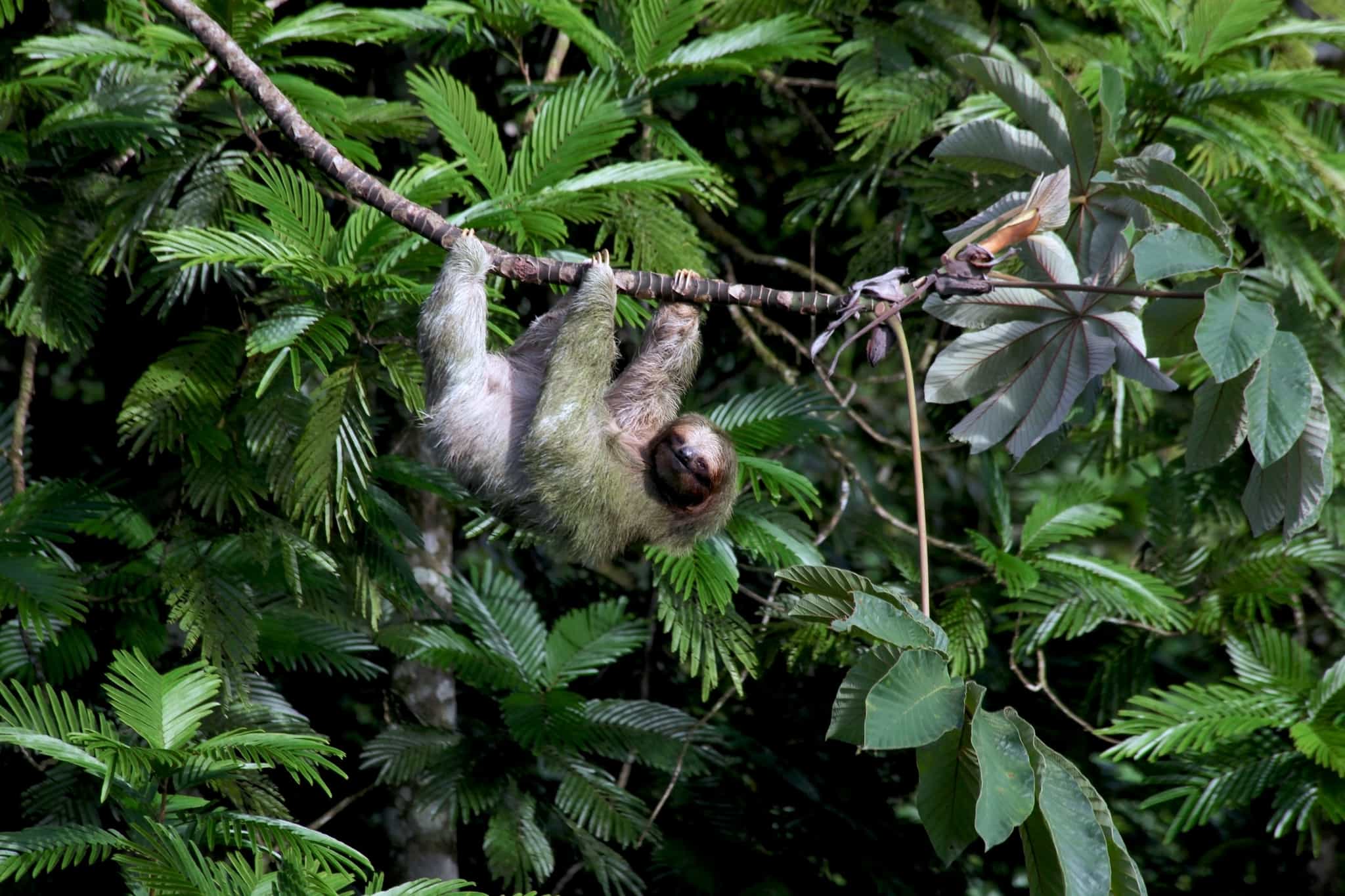 A Three-Toed Sloth hanging from a tree