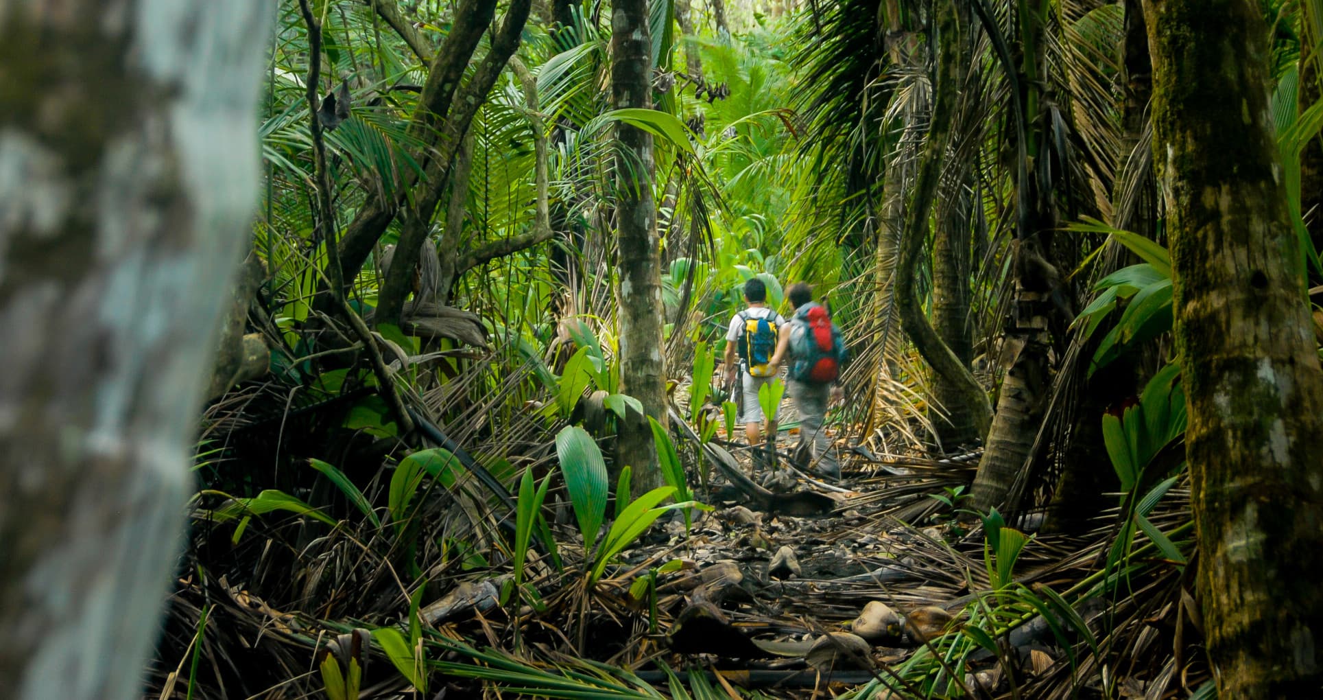 Two hikers make their way through the thick jungle of Costa Rica