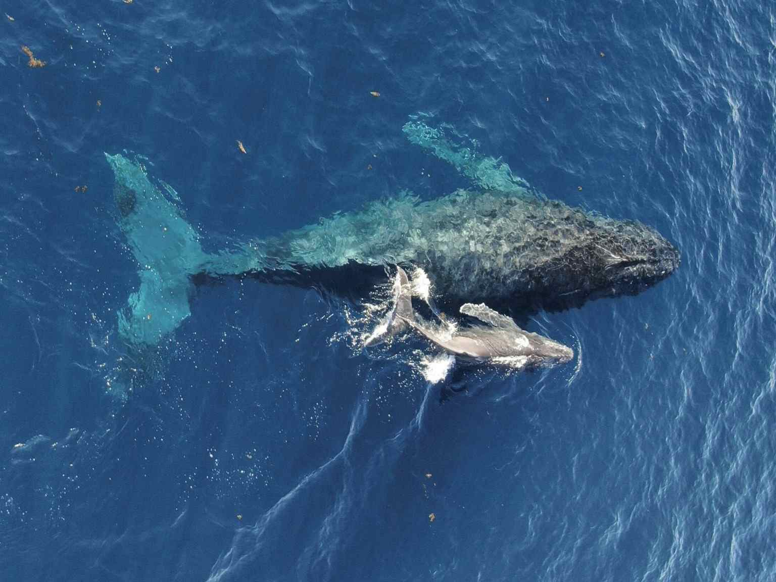 Whale and calf, Mauritius. Photo: Host/Mauritius Conscious