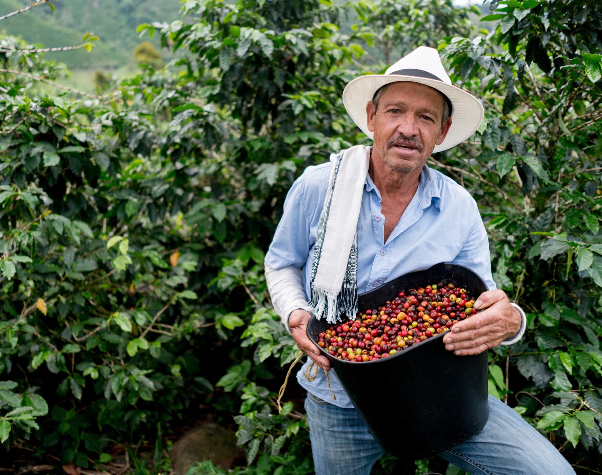 Man collecting coffee beans at a farm in Colombia: