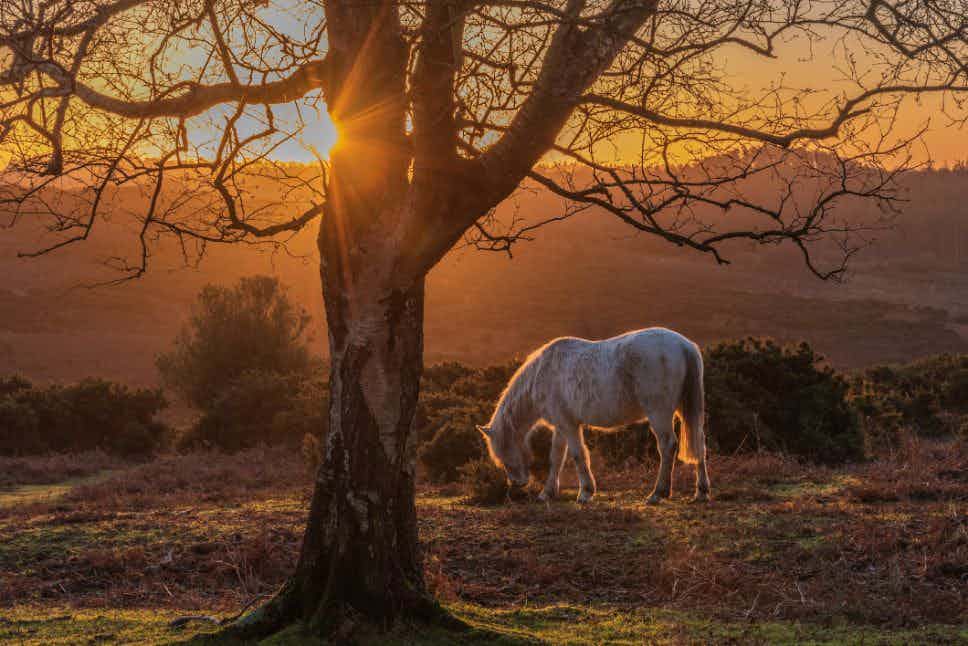 5 Full Day Hikes in the New Forest