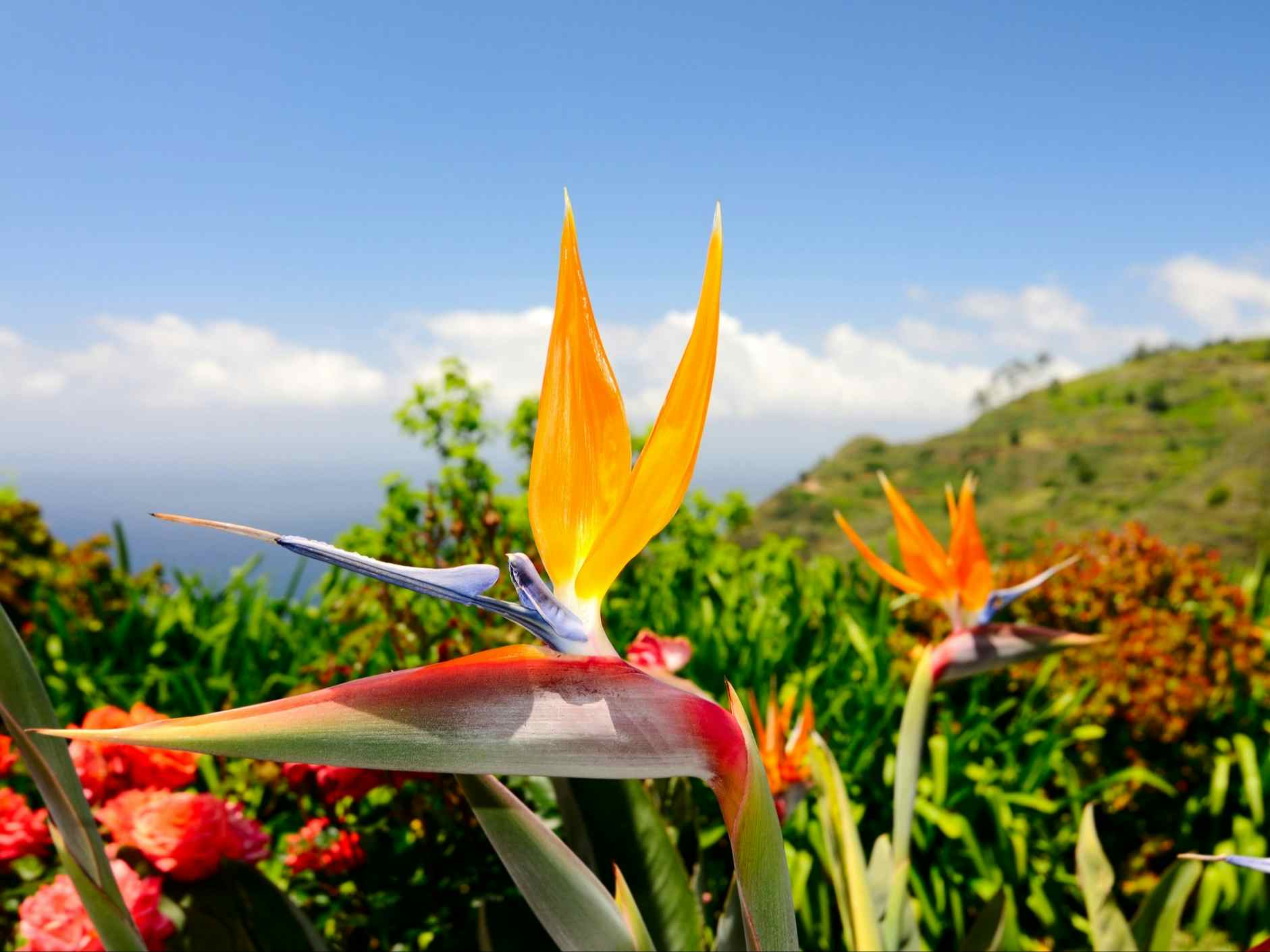 Strelitzia flower, Botanical Garden, Madeira. Photo: GettyImages-118145515