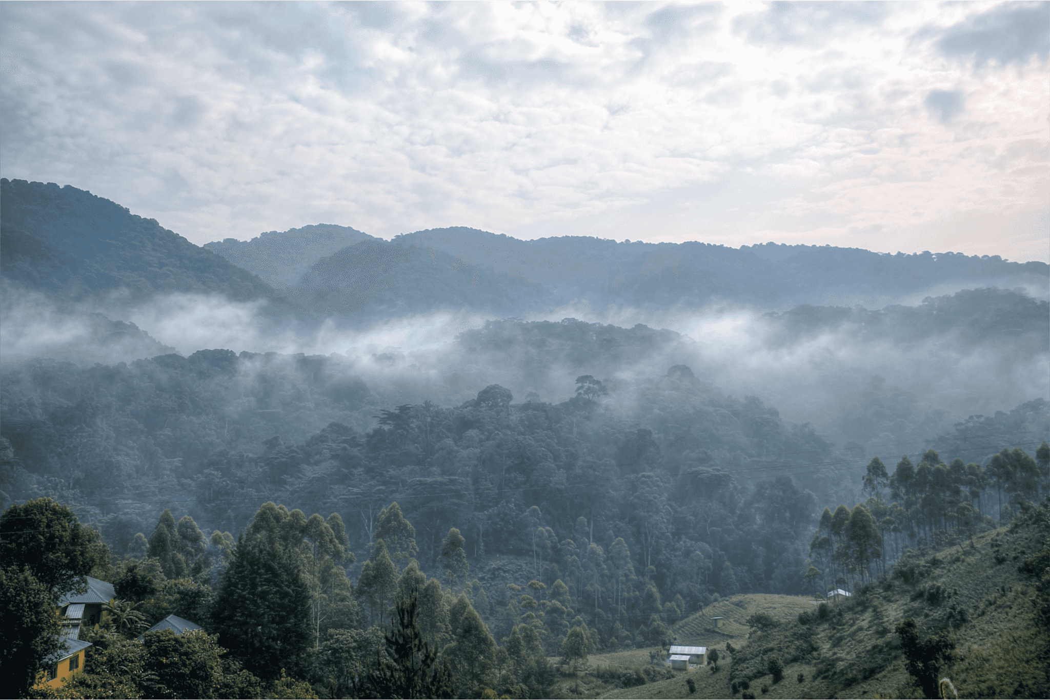 Bwindi, Uganda
Canva image - https://www.canva.com/photos/MADMdLKd93c-morning-landscape-and-mist-in-bwindi-impenetrable-national-park/