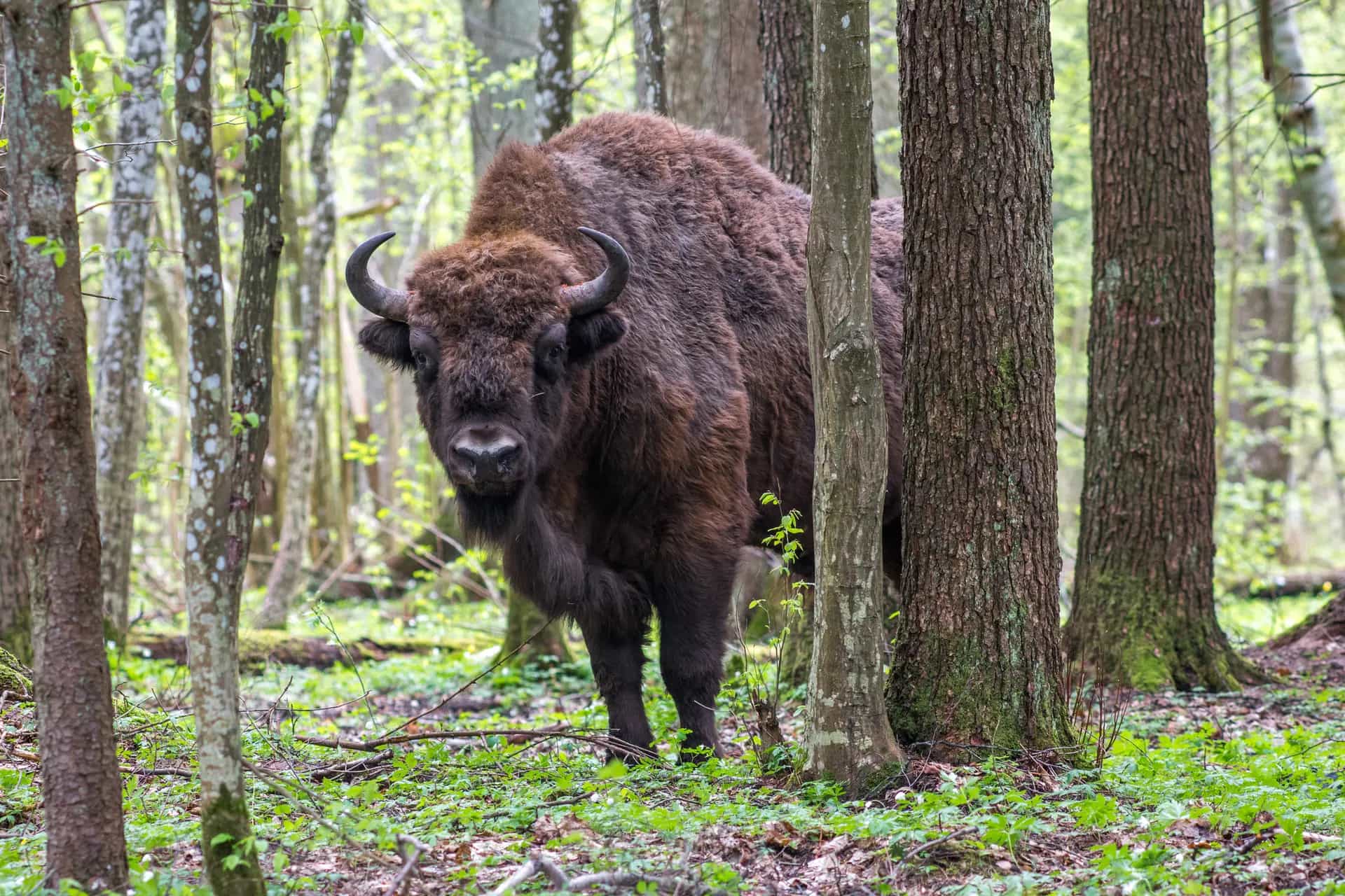 A European bison stands amongst a green forest, looking towards the camera.