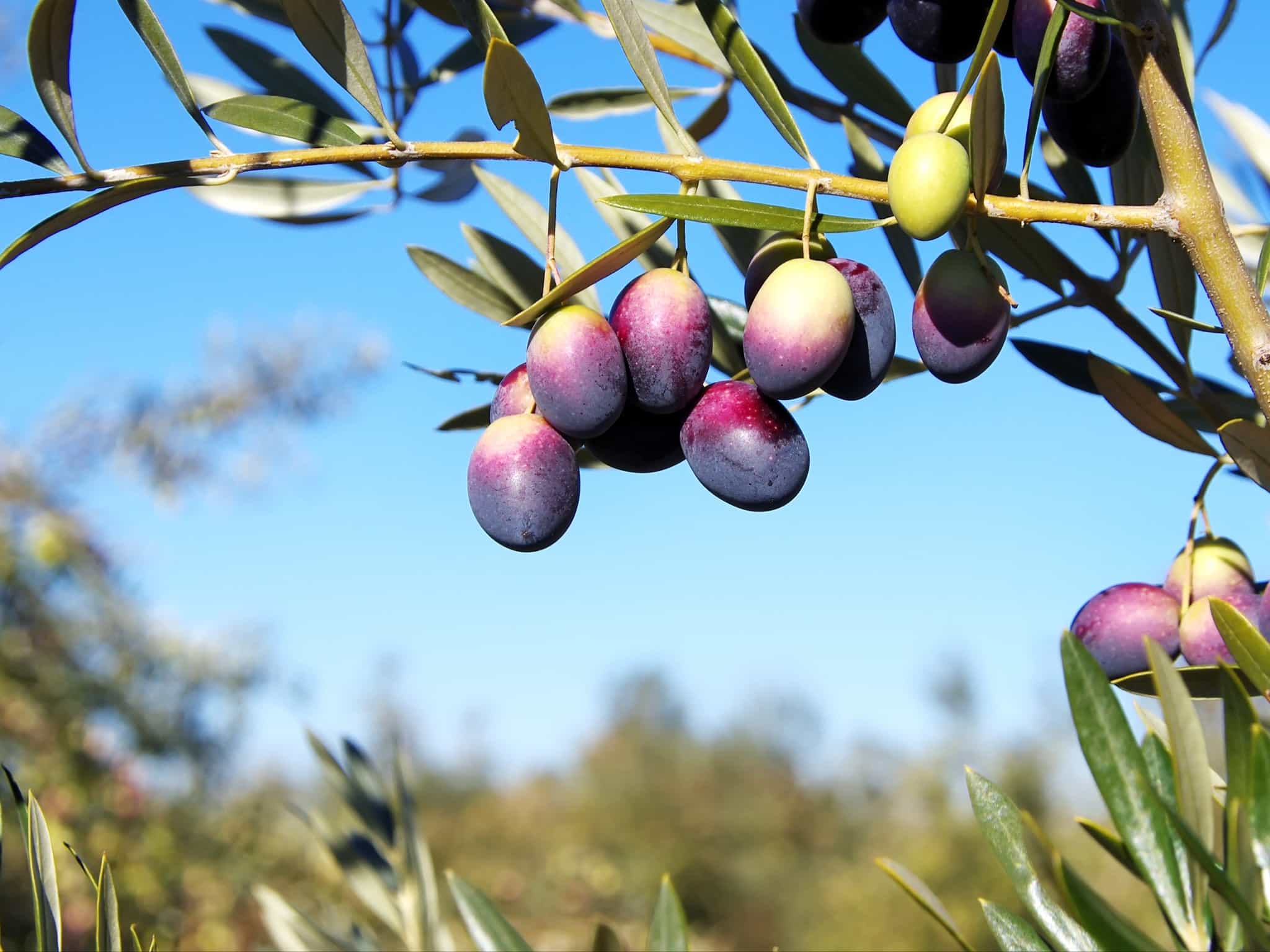 Olive tree Portugal