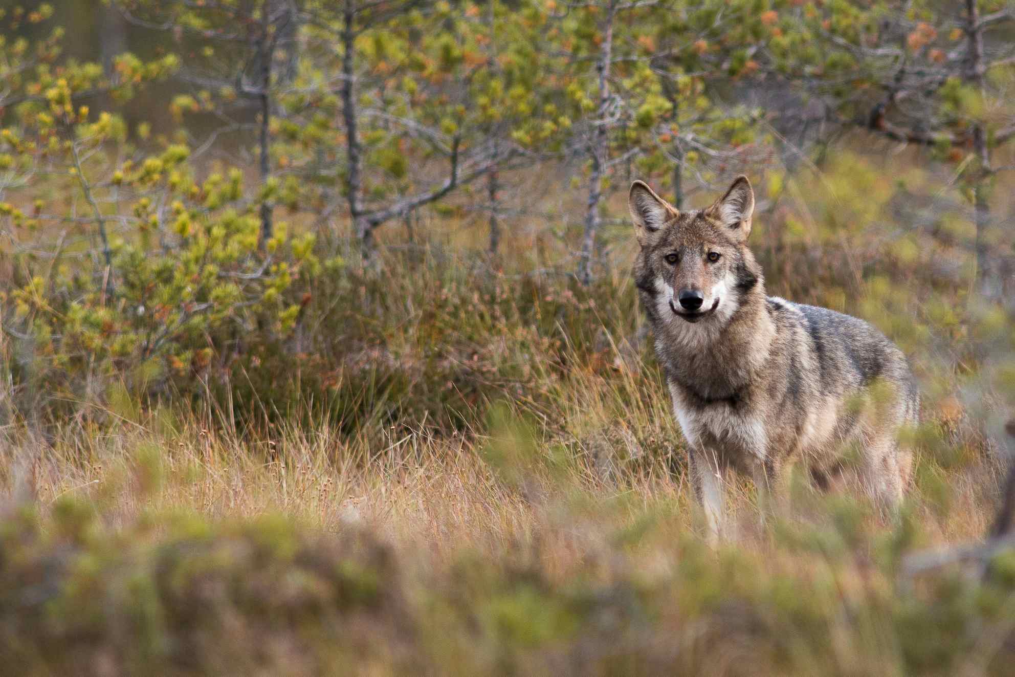 Wolf, Sweden. Photo: Jan Nordström