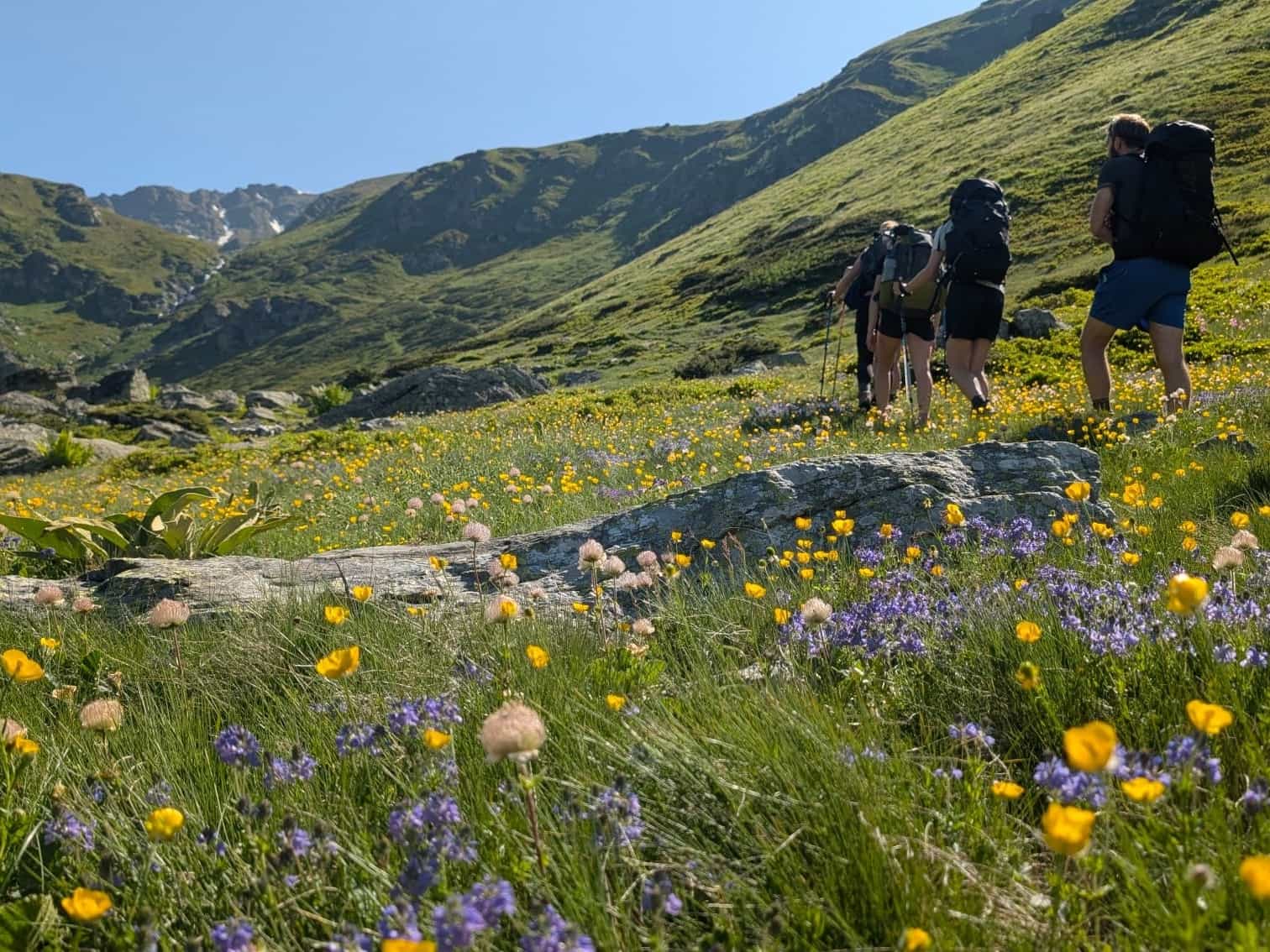 Hikers passing through a wildflower meadow in the Sharr mountains.