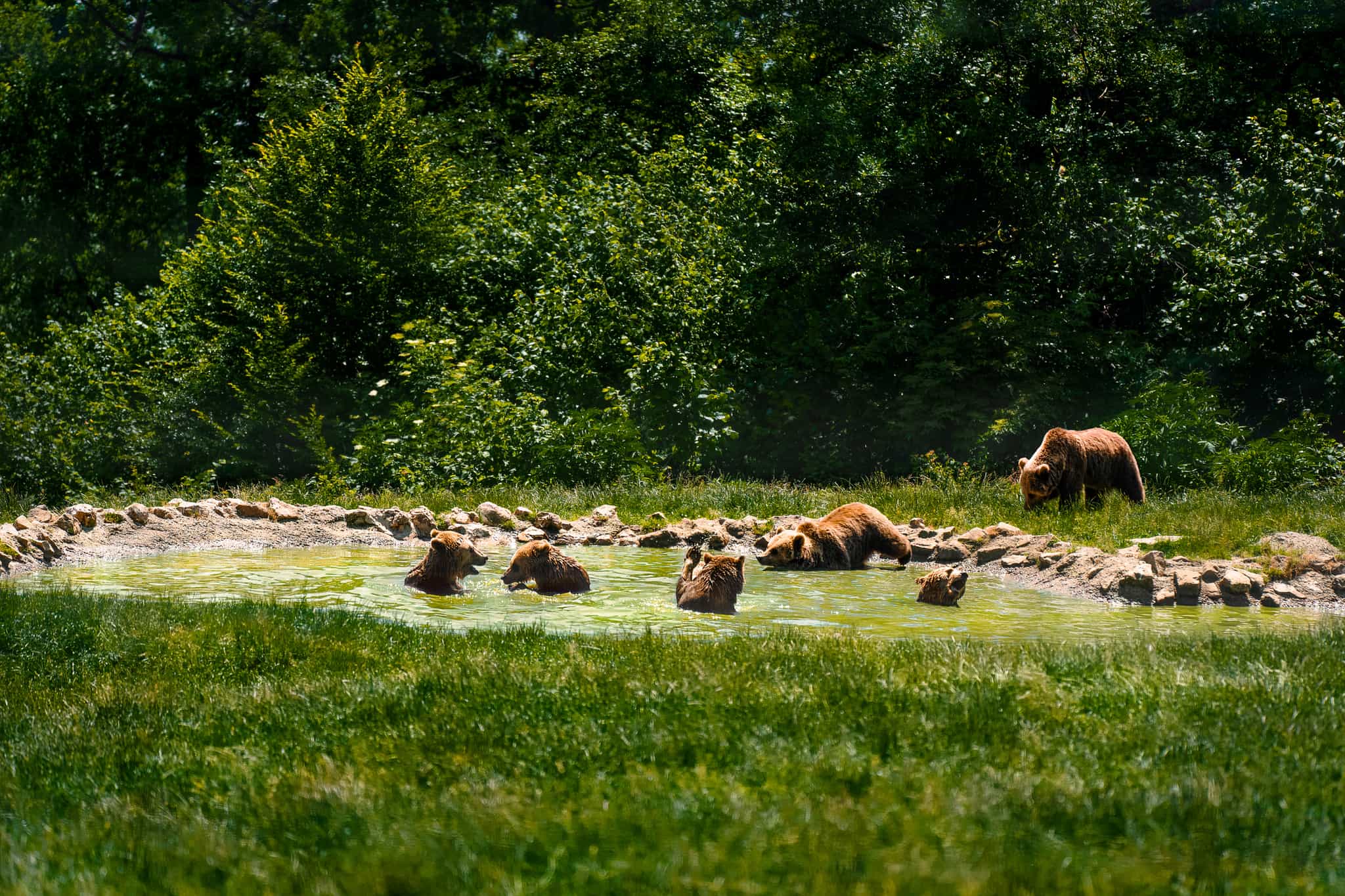 Libearty Bear Sanctuary, Romania
Getty: 1411578857