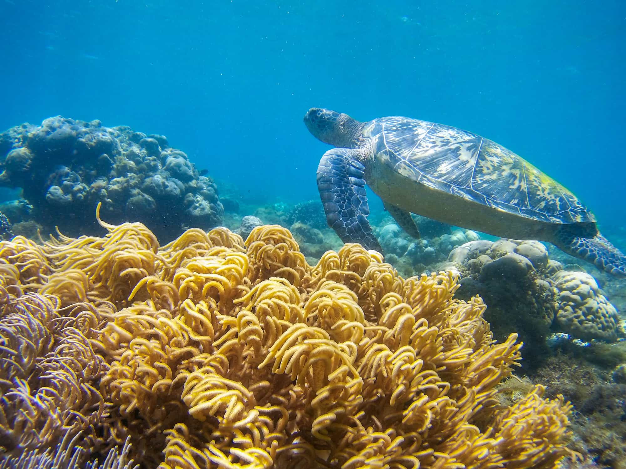 Turtle, Wildlife Adventure in the Jungles of Borneo