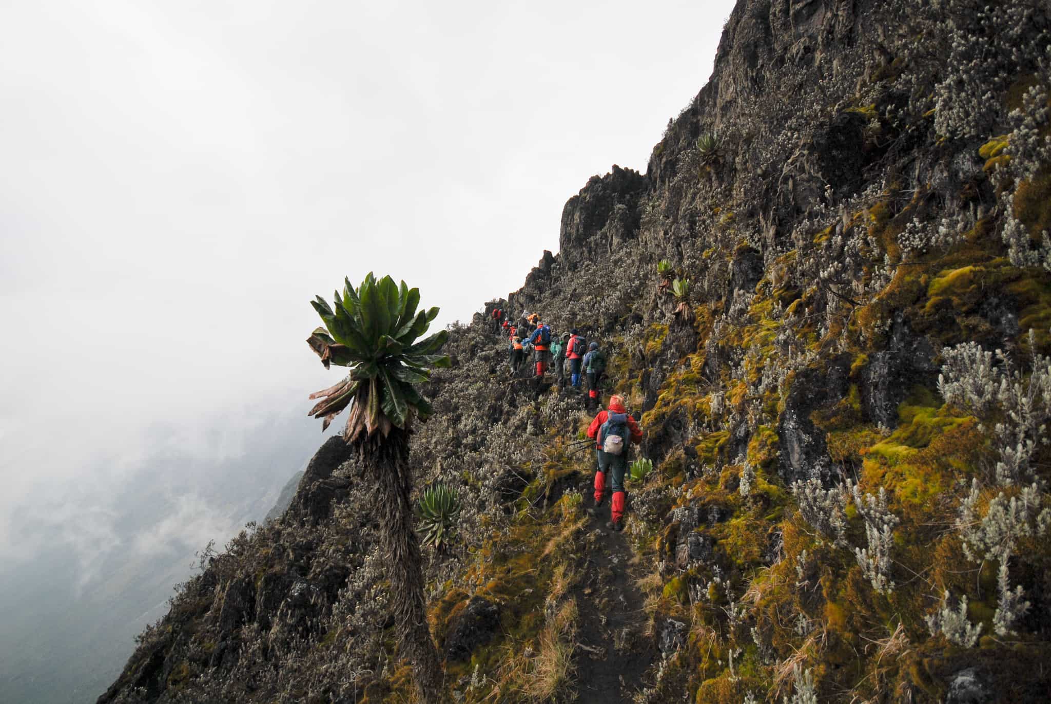 Rwenzori Mountains Trekking, Uganda
GettyImages-145130502