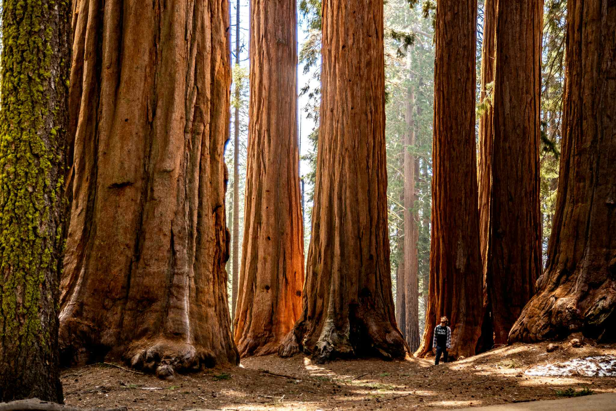 Standing in a grove of Sequoias in Sequoia National Park
Getty: 1452911237