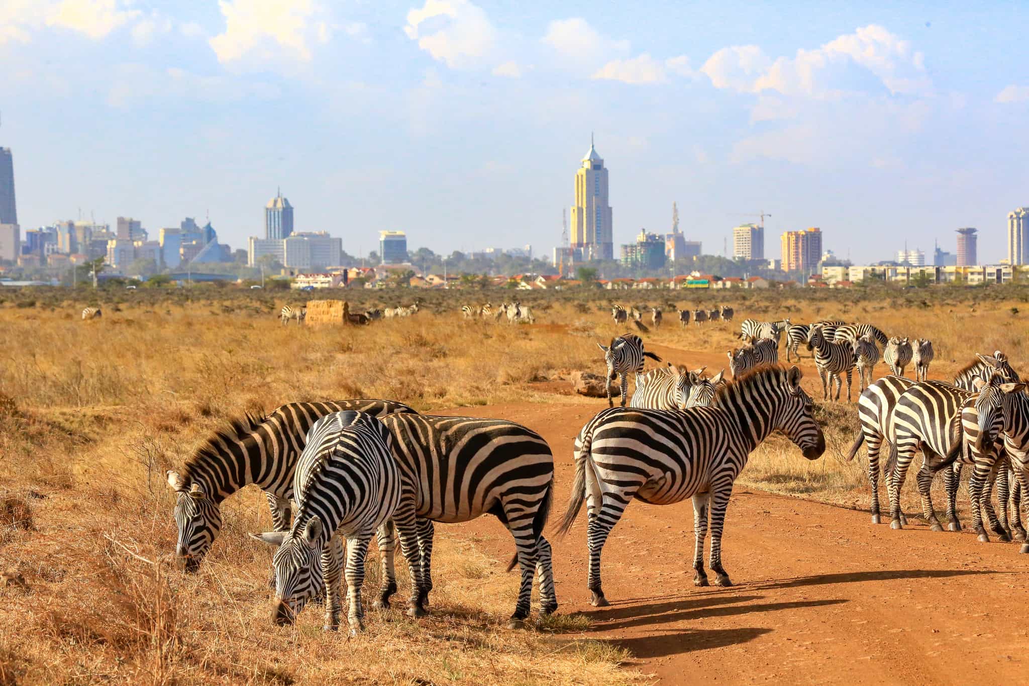 Zebras against a Nairobi skyline, Kenya. Photo: GettyImages-926974946