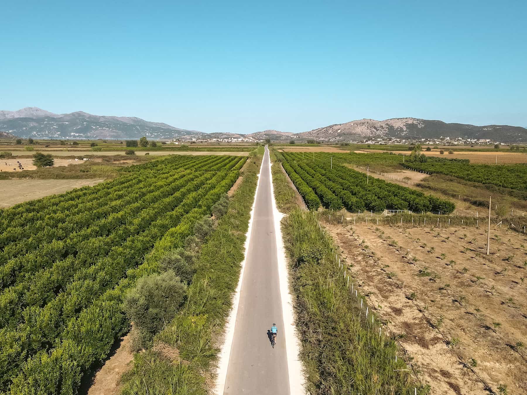 Cycling along long grove lined road, Albania