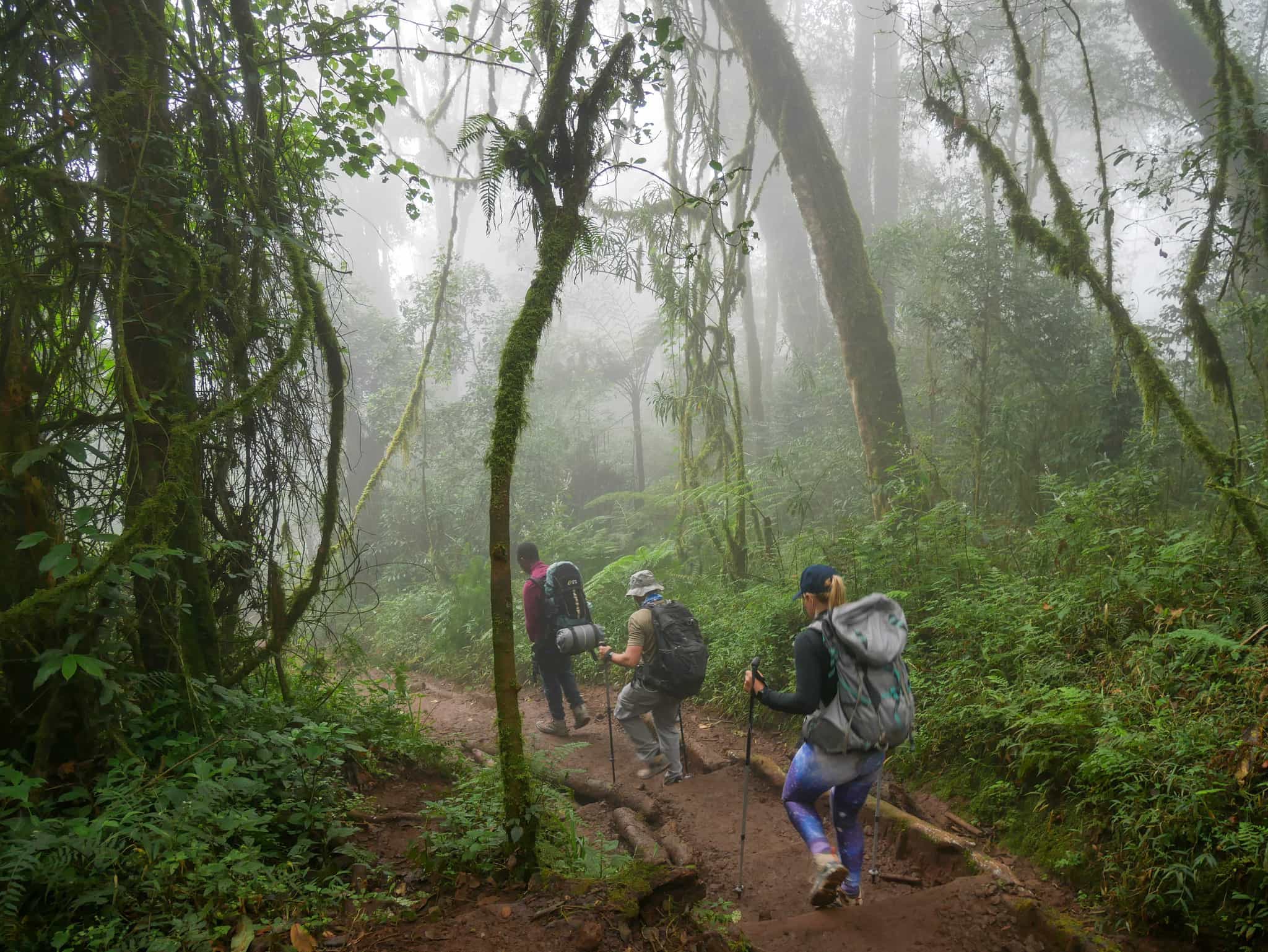 Descent to Mweka Gate, Kilimanjaro, Tanzania. Photo: Kirsty Holmes/Much Better Adventures