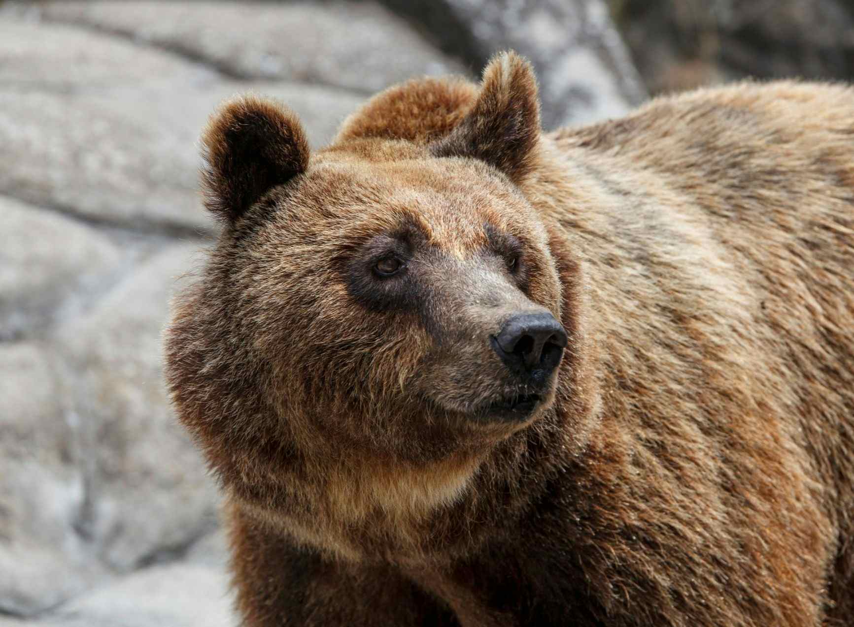 How Hiking is Helping the Wild Brown Bears in the Mountains of Greece