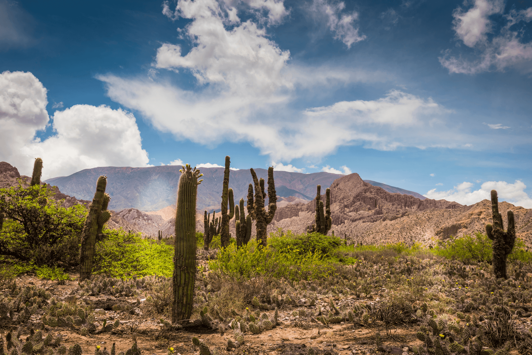 Cactus, Mountains, Argentina, Canva