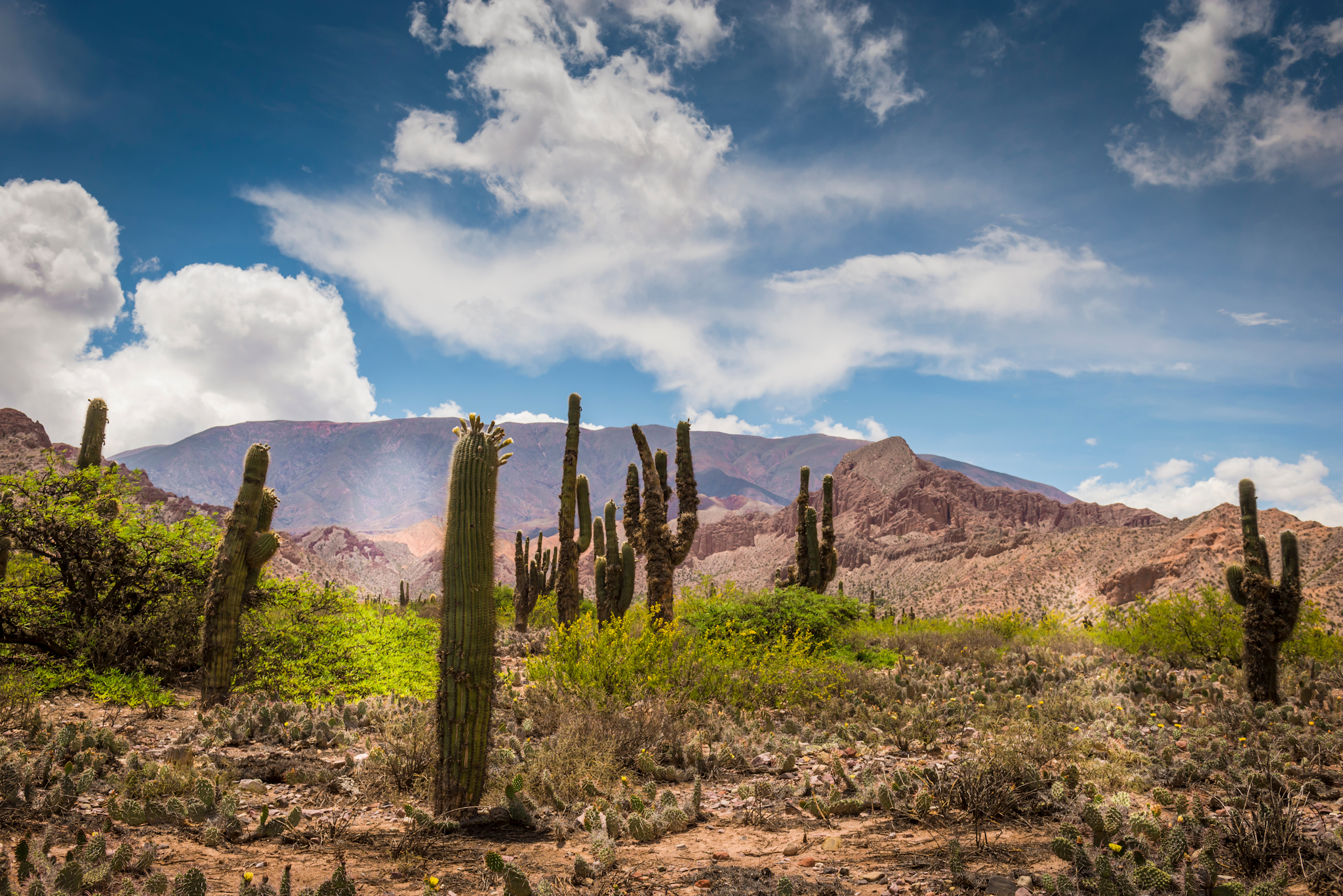 Cactus, Mountains, Argentina, Canva