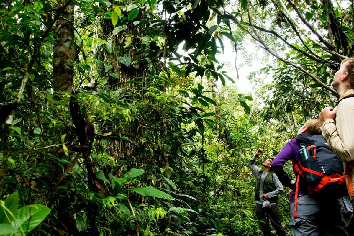 Wildlife Adventure in the Remote Peruvian Rainforest