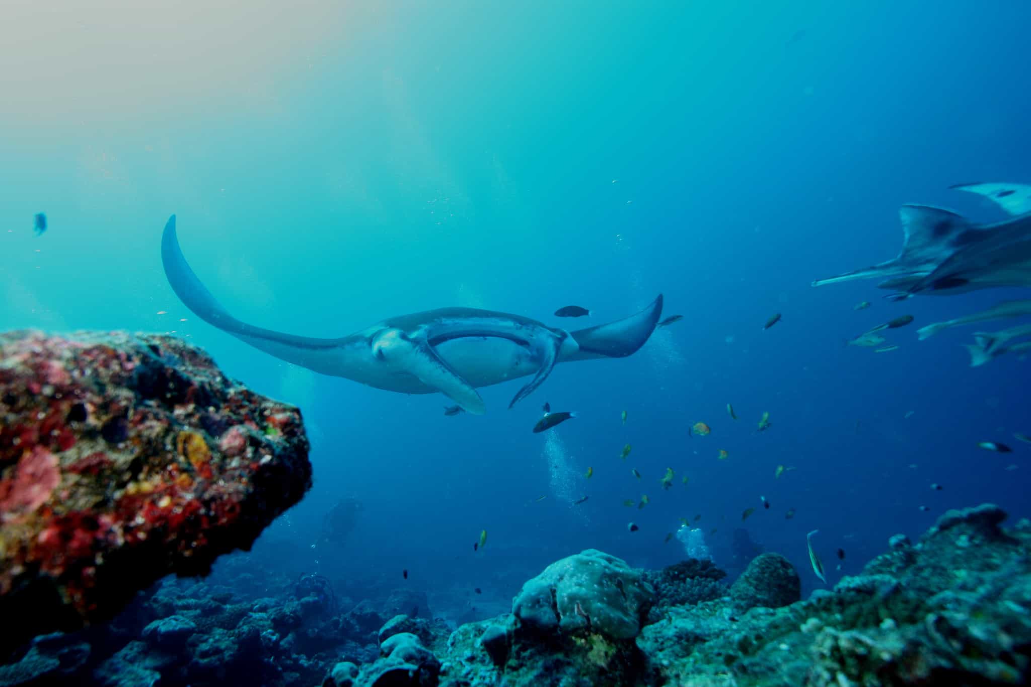 A manta ray glides through the blue waters of the Pacific Ocean. 