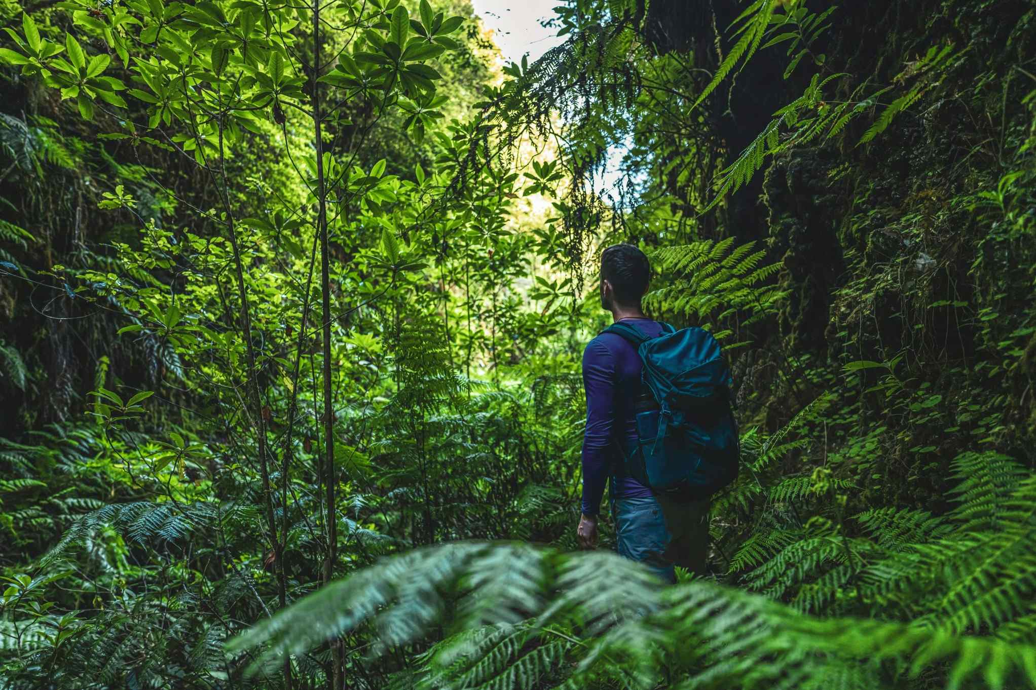 Hiker surrounded by lush, green forest, Costa Rica