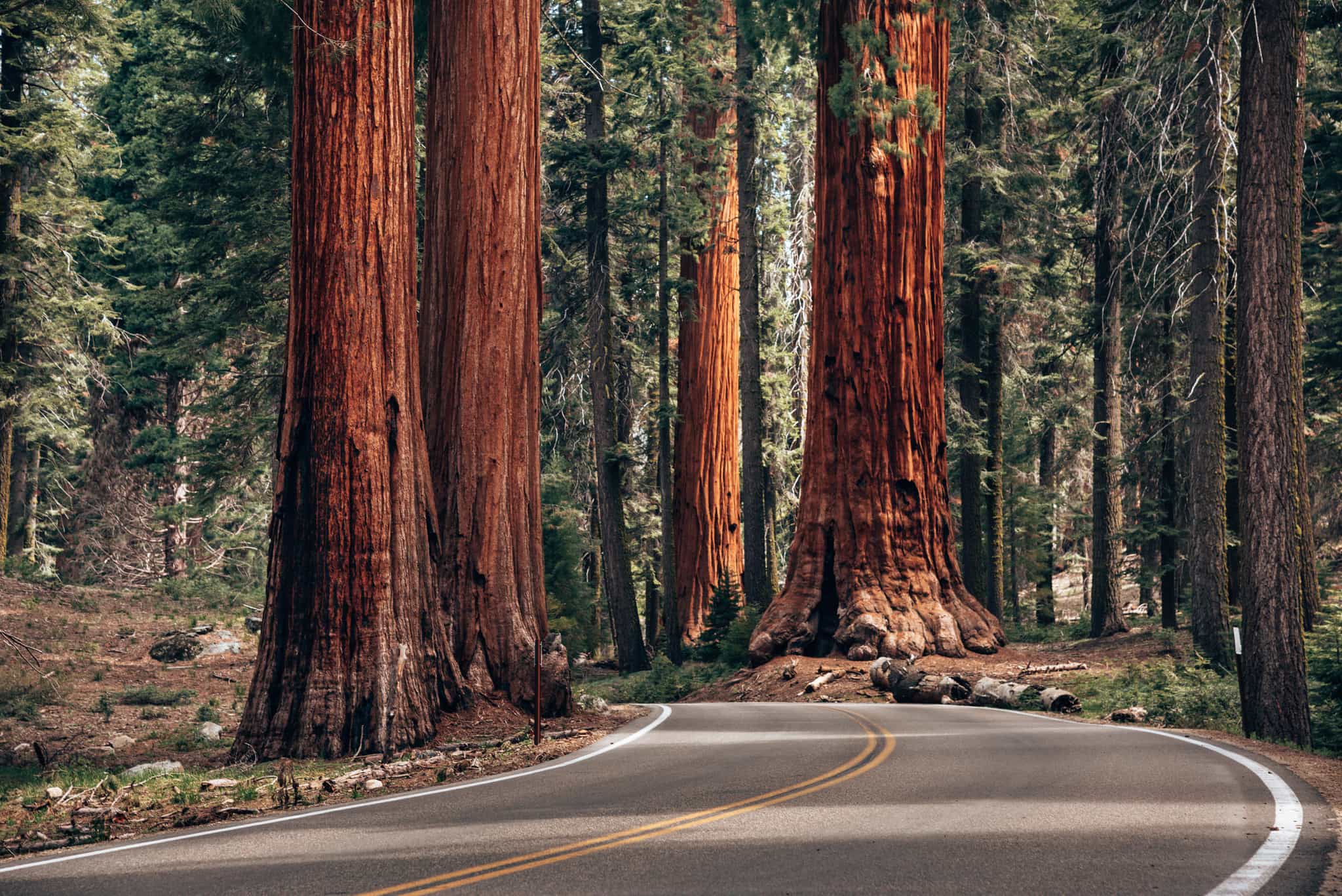 Sequoias National Park, USA
Getty: 1320271562
