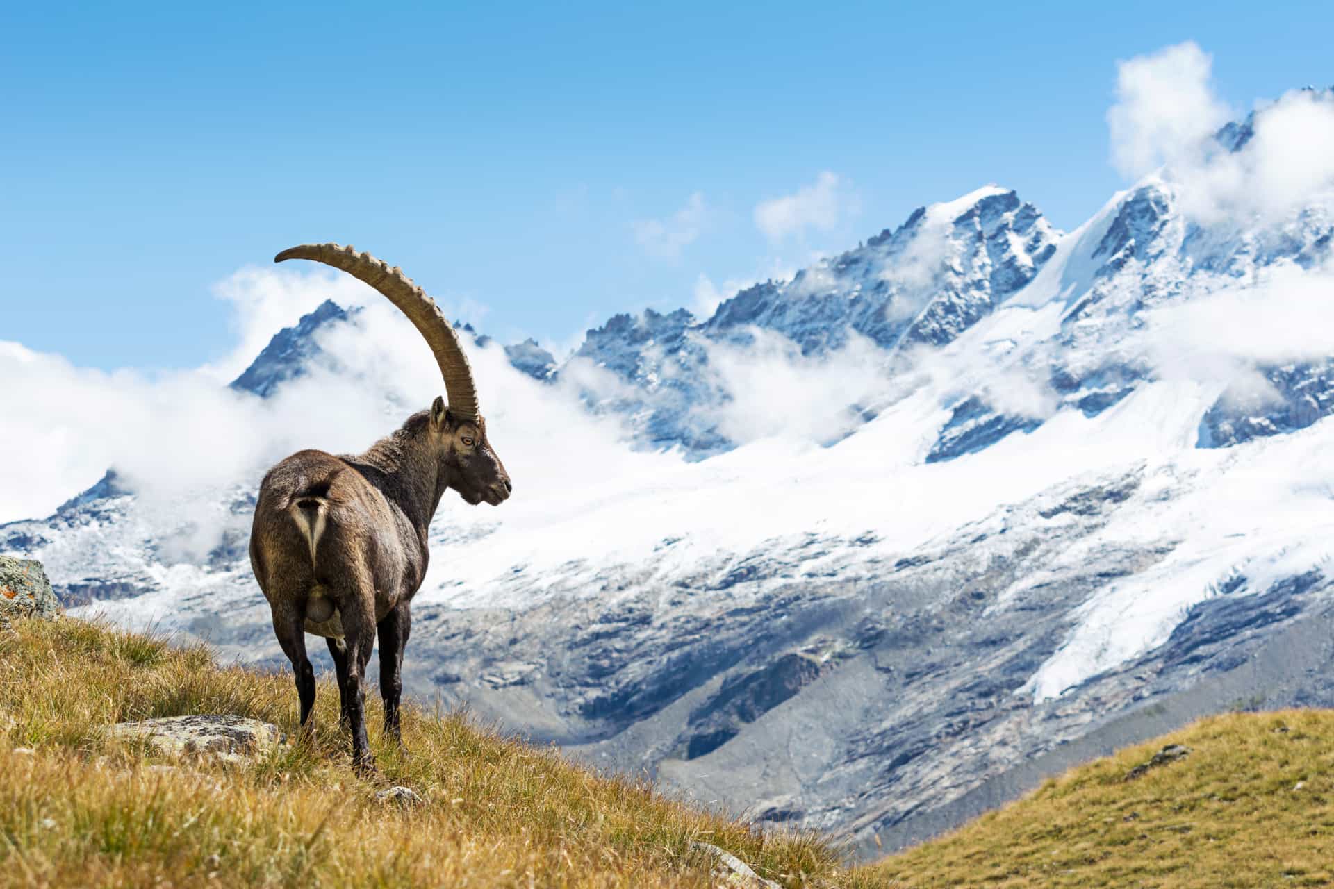 Wild ibex in the Gran Paradiso, Italy.