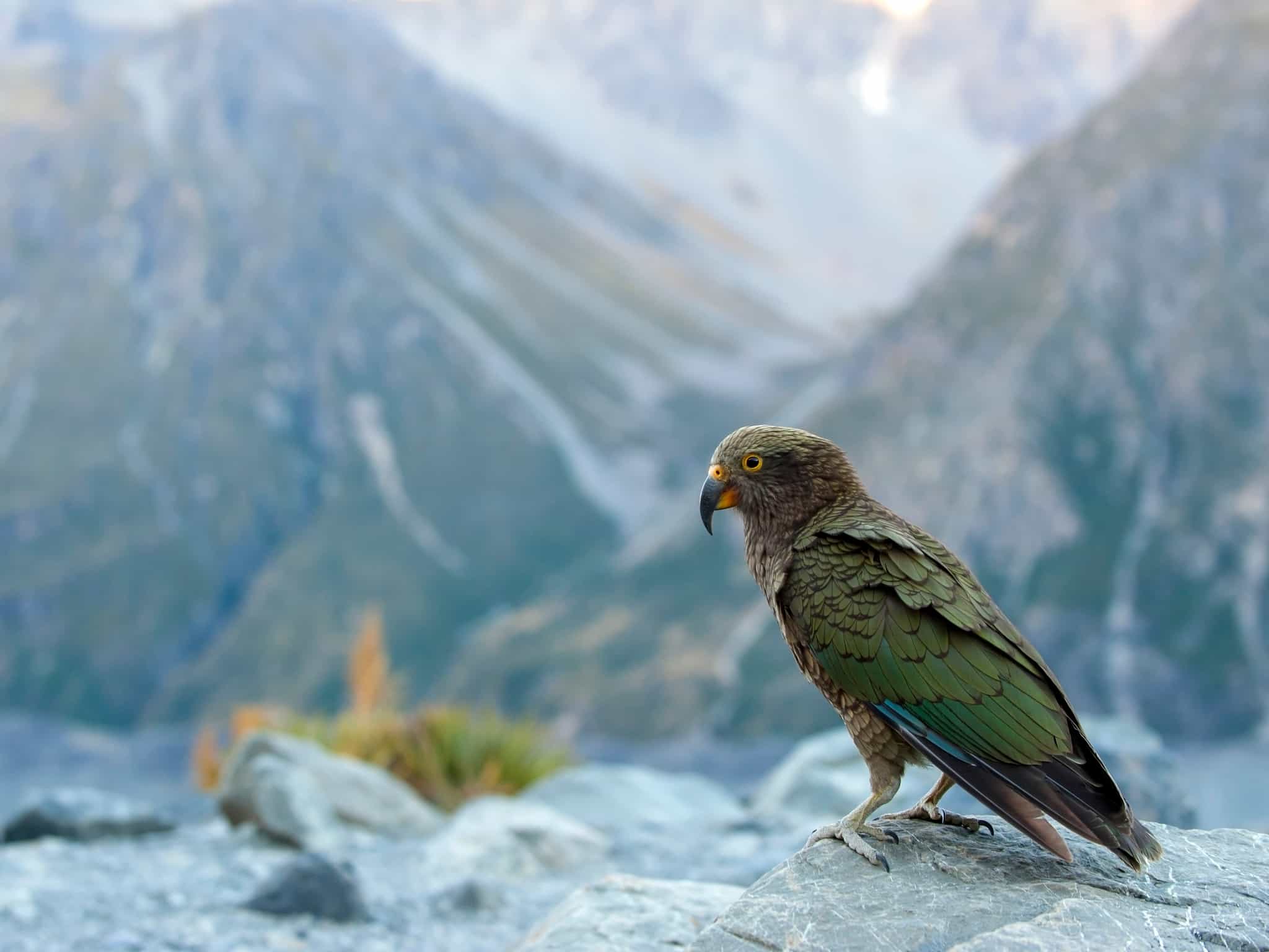 Kea bird in New Zealand
