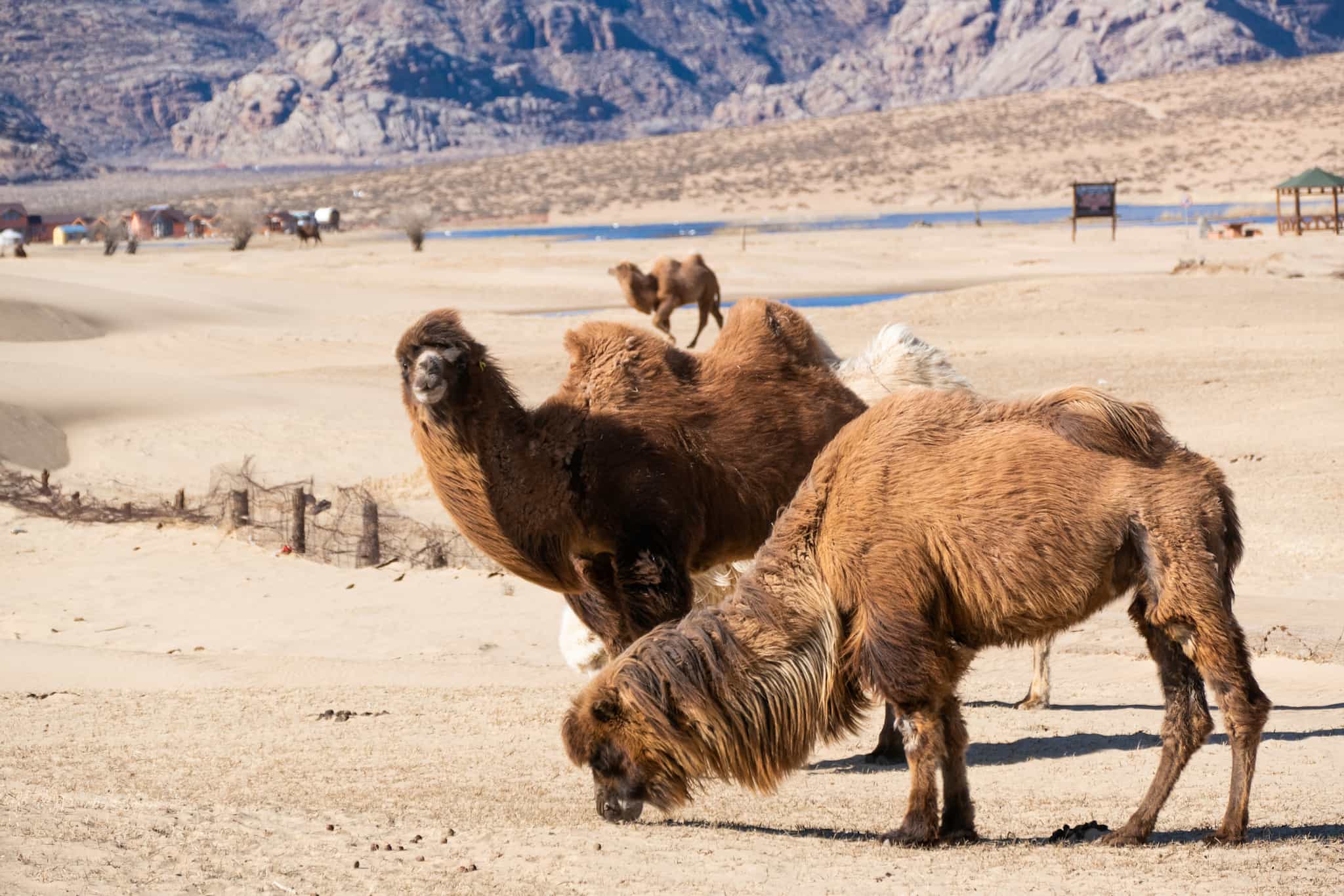 Camels, Mongolia. Photo: shutterstock_2318704645