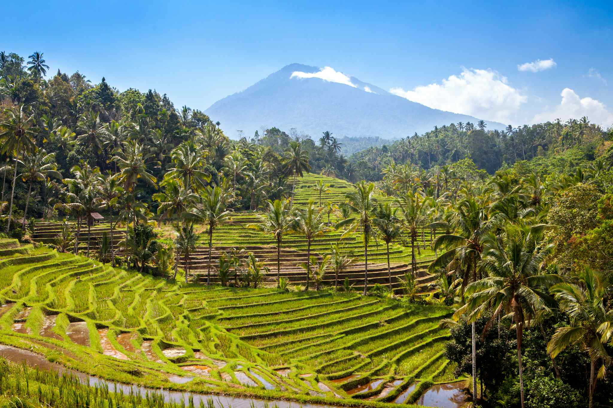 Indonesia, Bali, rice terraces paddies fields in Blimbing region with Mount Batukaru volcano in background. Photo: GettyImages-1411604885