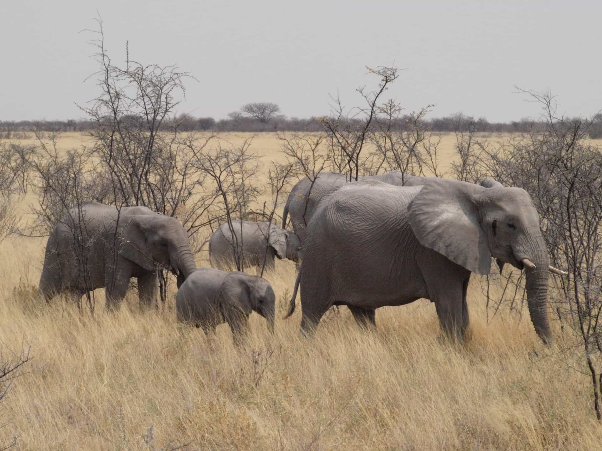 Elephants and their baby in the Etosha National Park, Namibia.