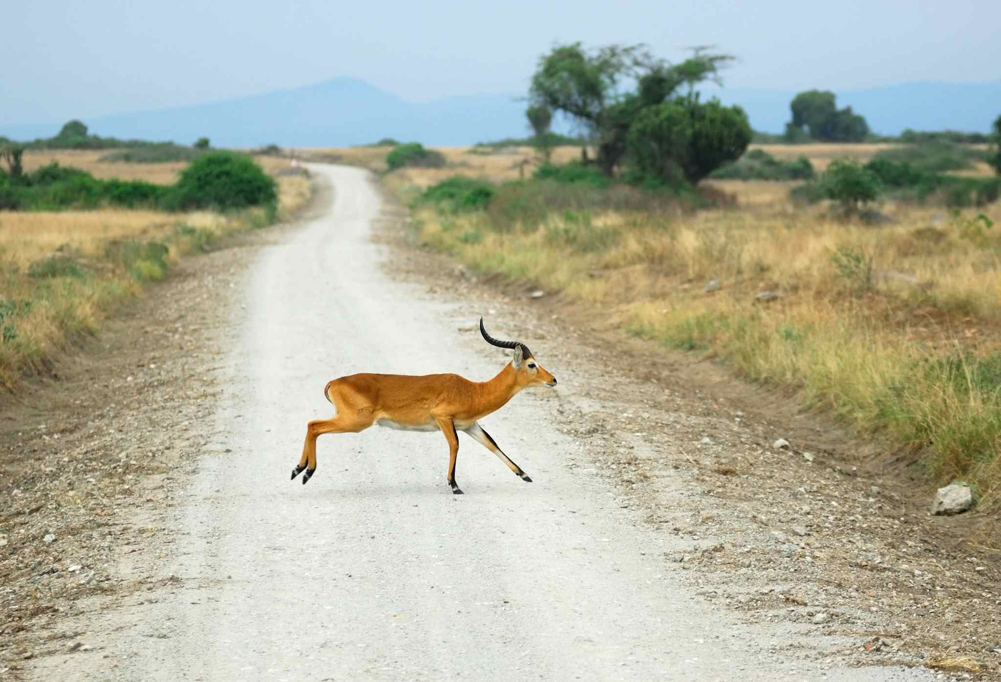 Antelope Reedbuck, Road, Queen Elizabeth National Park, Uganda Cycling, Getty