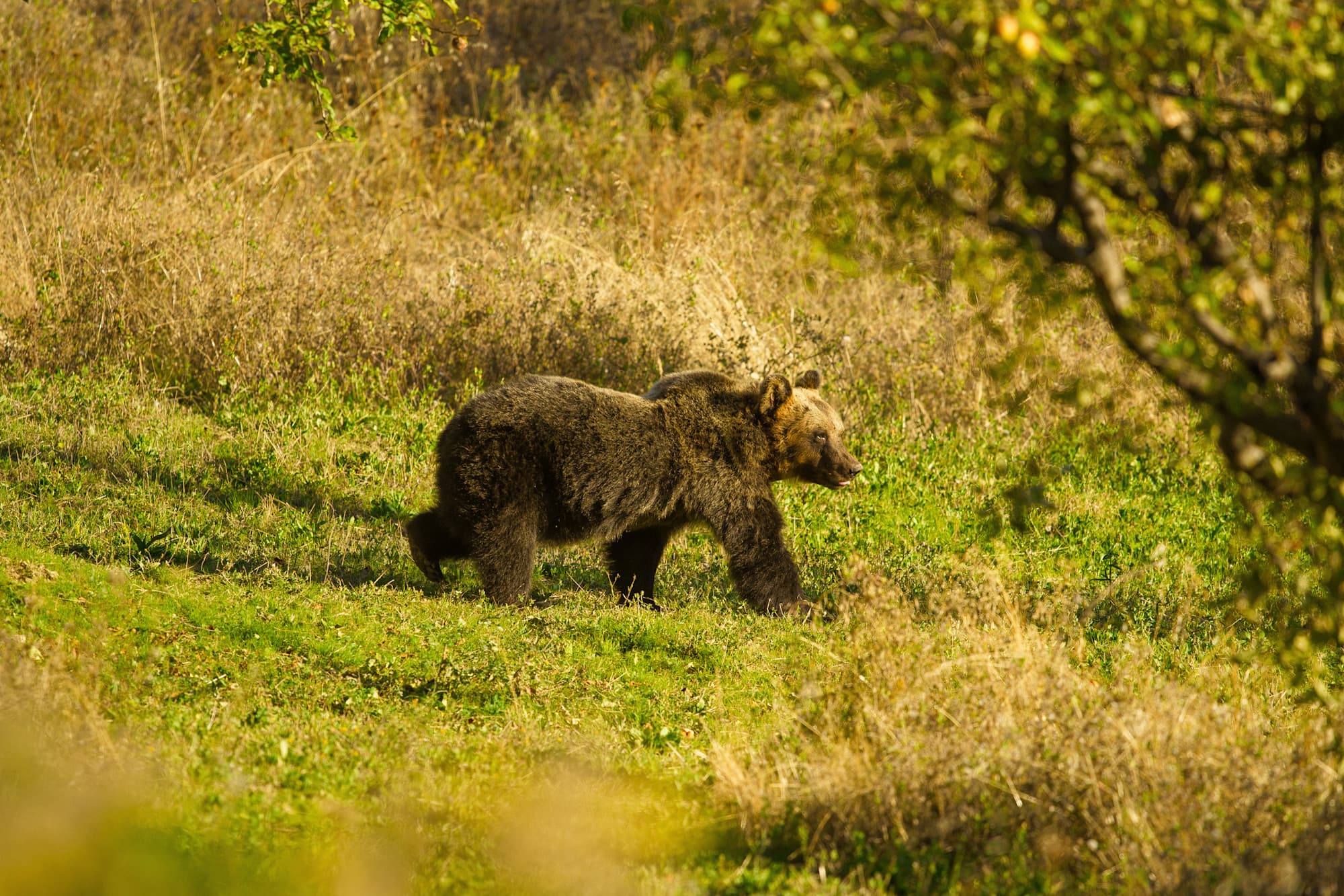 Hiking and Wildlife Tracking in Italy
