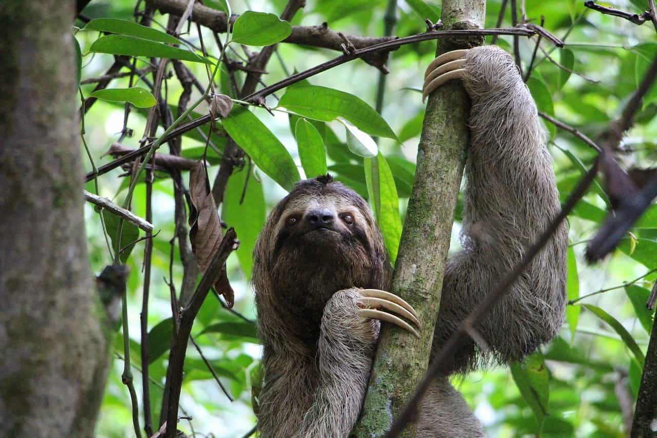 Sloth in a tree in Manuel Antonio National Park, Costa Rica